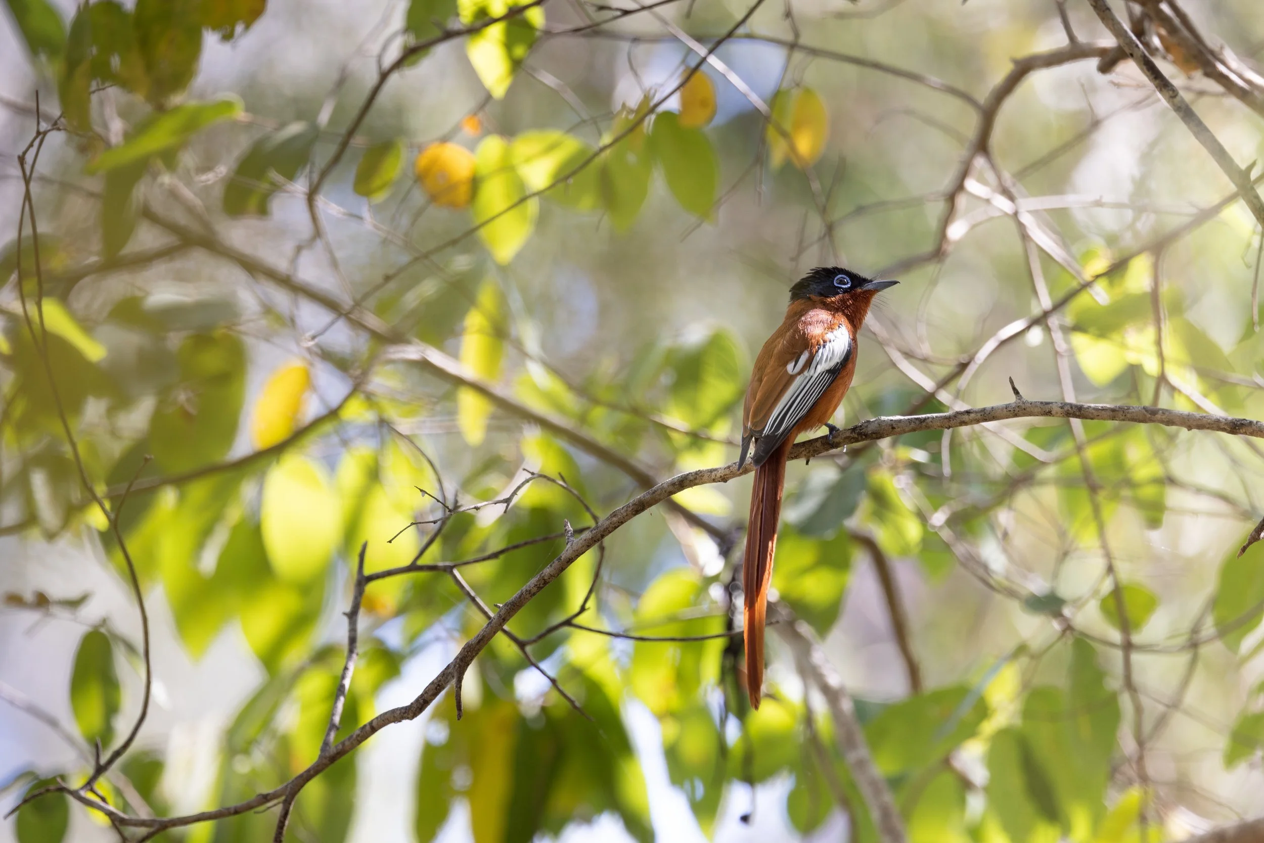 website compression-1.jpg