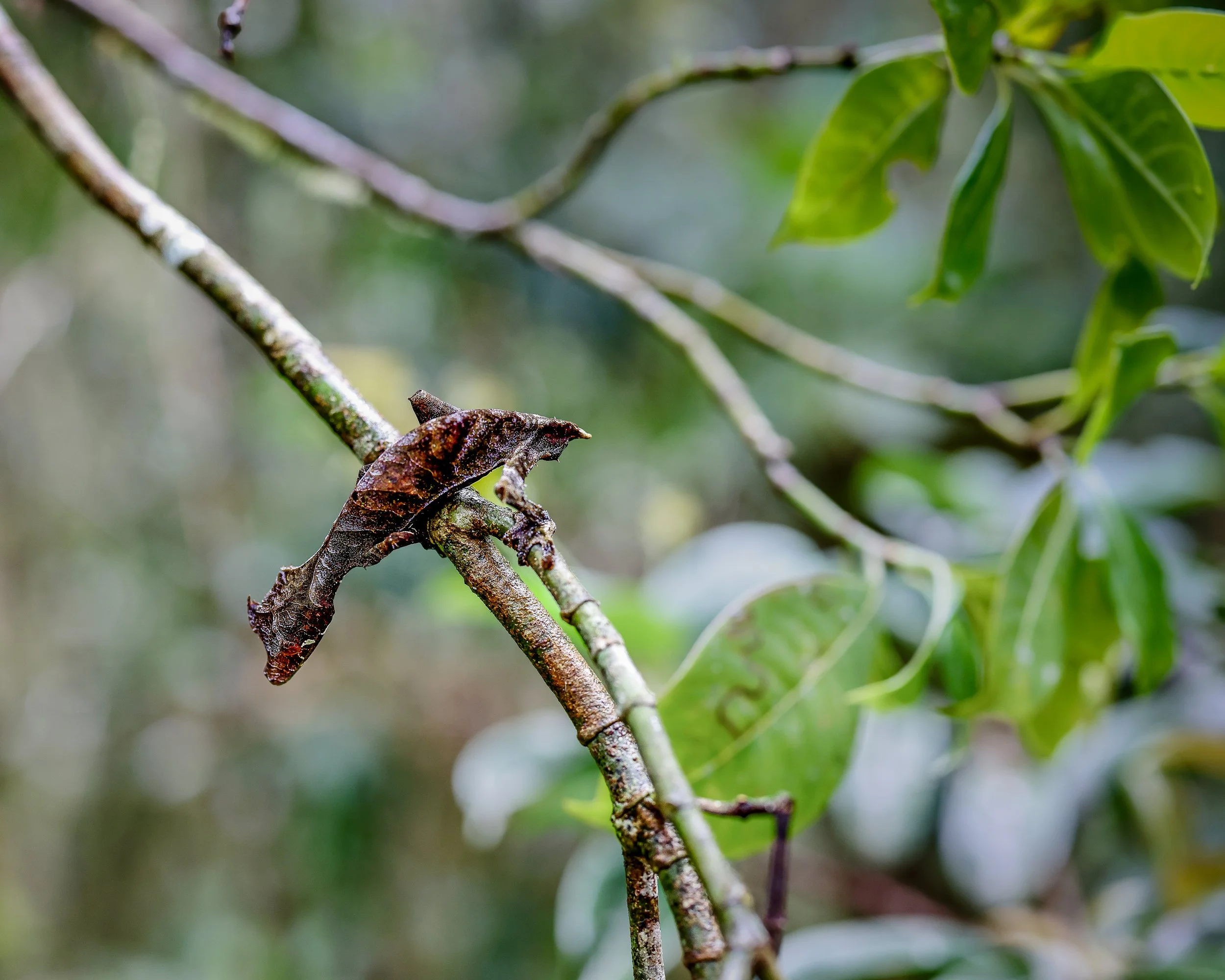 02-07-2023_madagascar edits.jpg