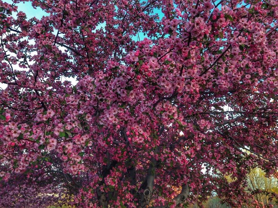 appletree-f.jpg