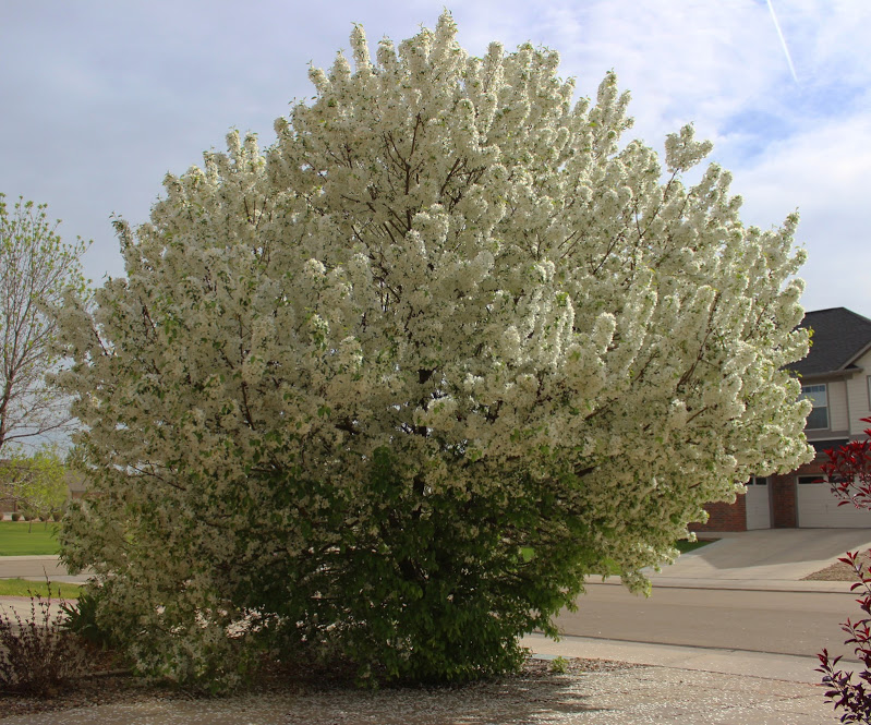 springtree-f.jpg