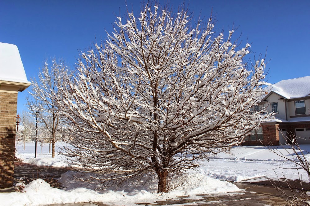 snowtree-f.jpg