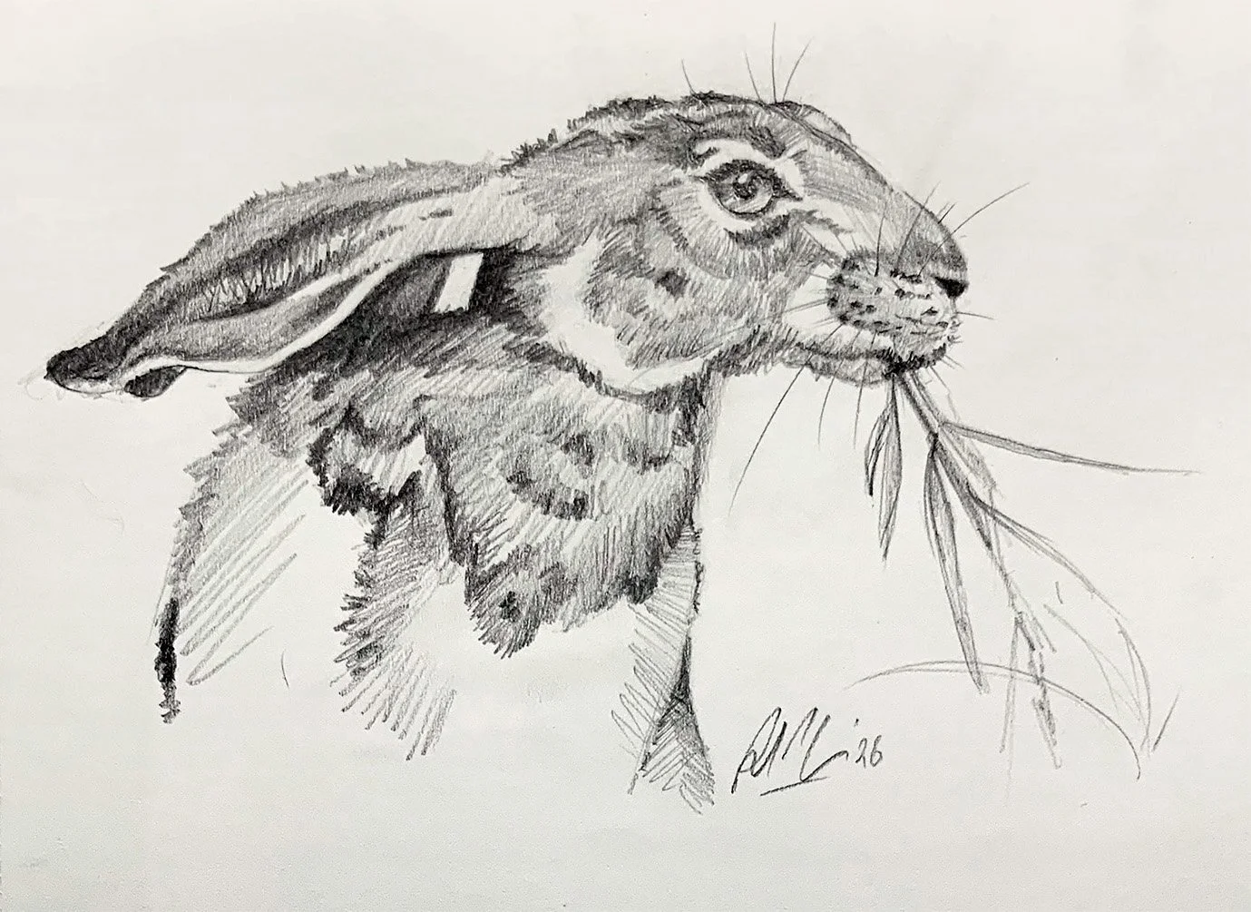 Hare Sketch_2.jpeg