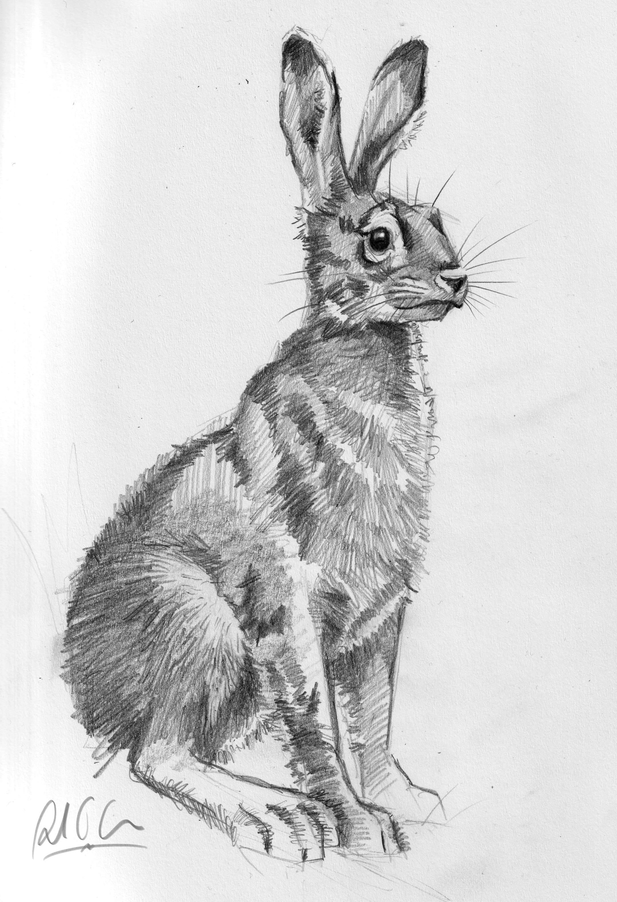 Hare Sketch_1.png