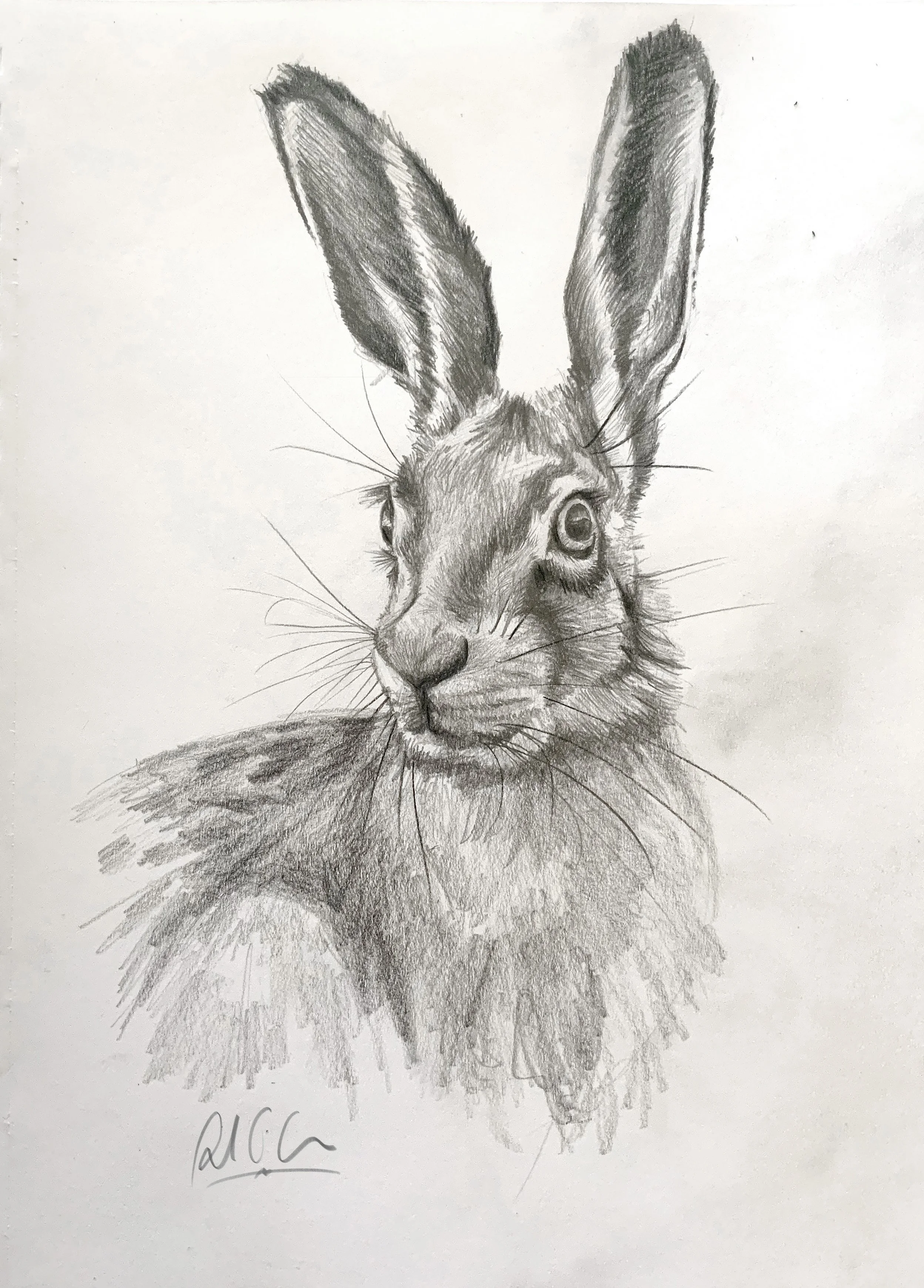 Hare Sketch_3.jpeg