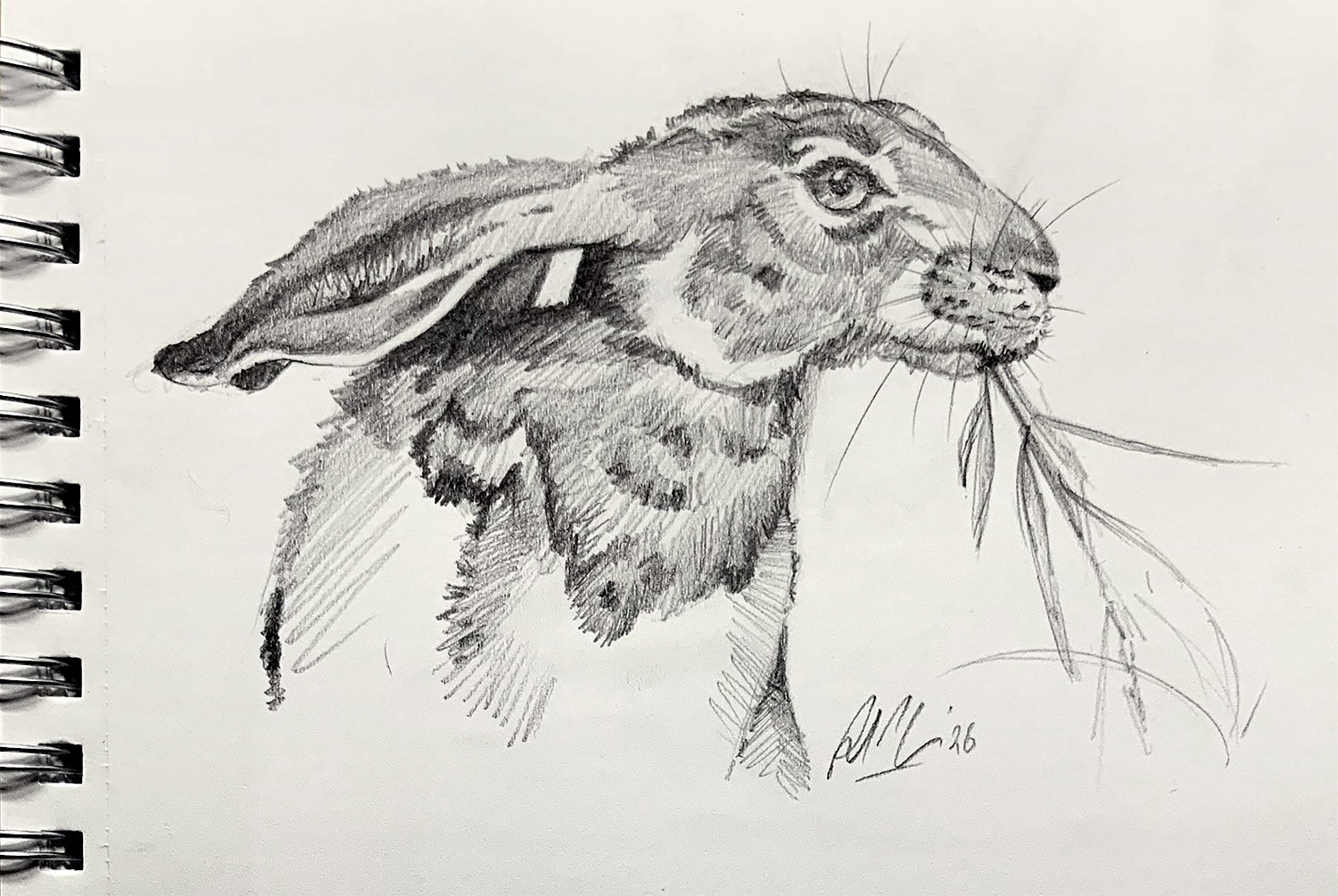 Hare Sketch_2.jpeg