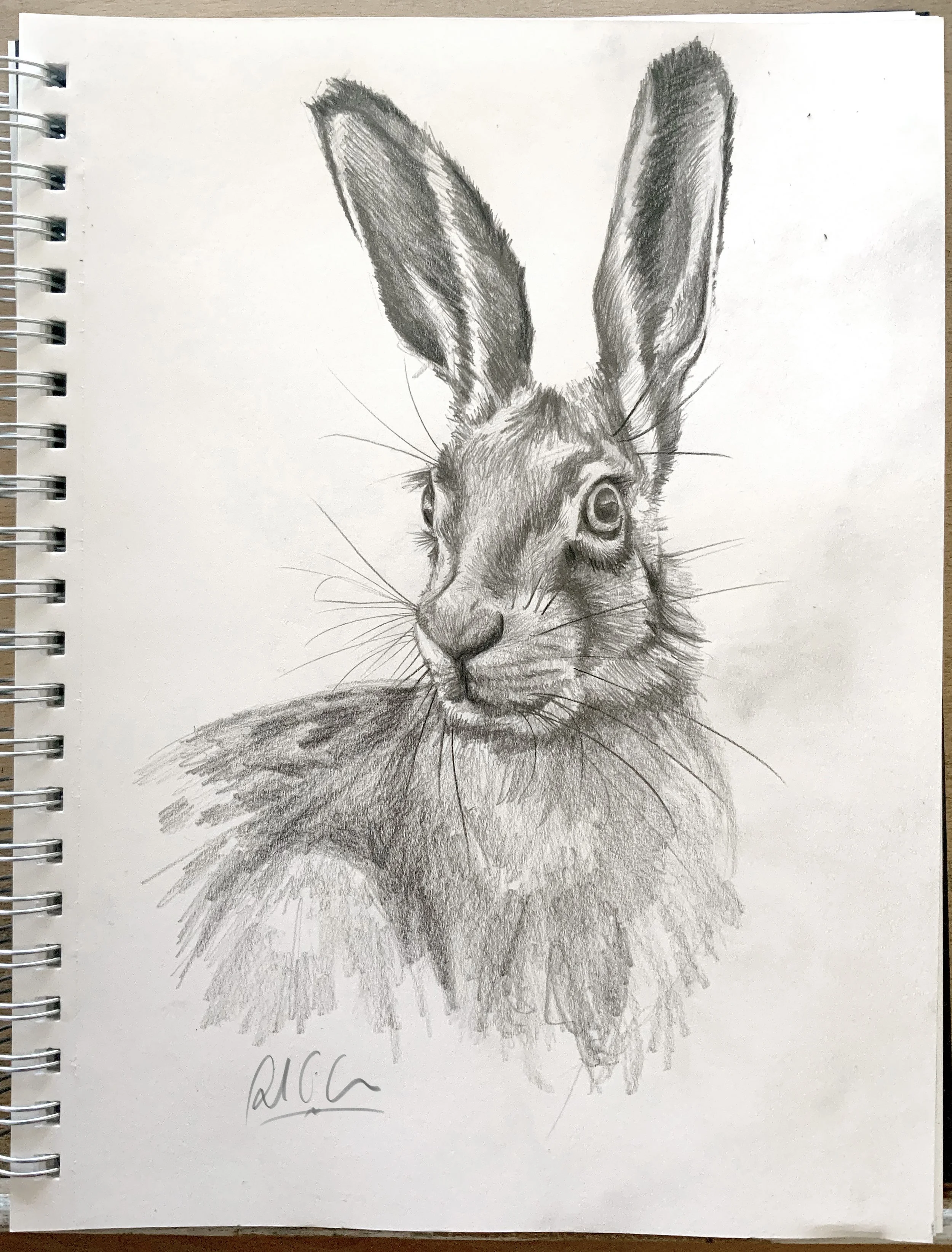 Hare Sketch_3.jpeg