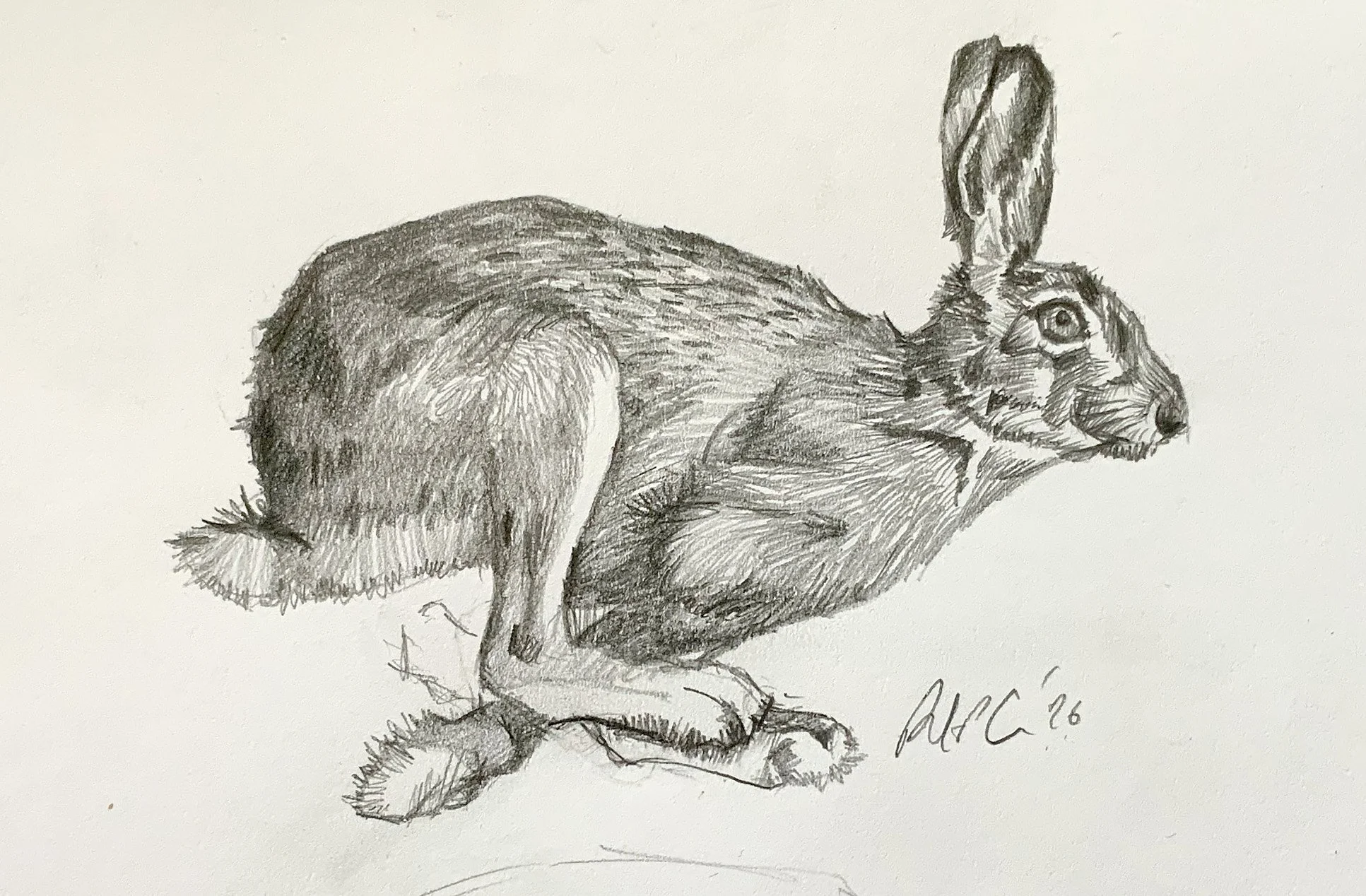Hare Sketch 4.jpeg
