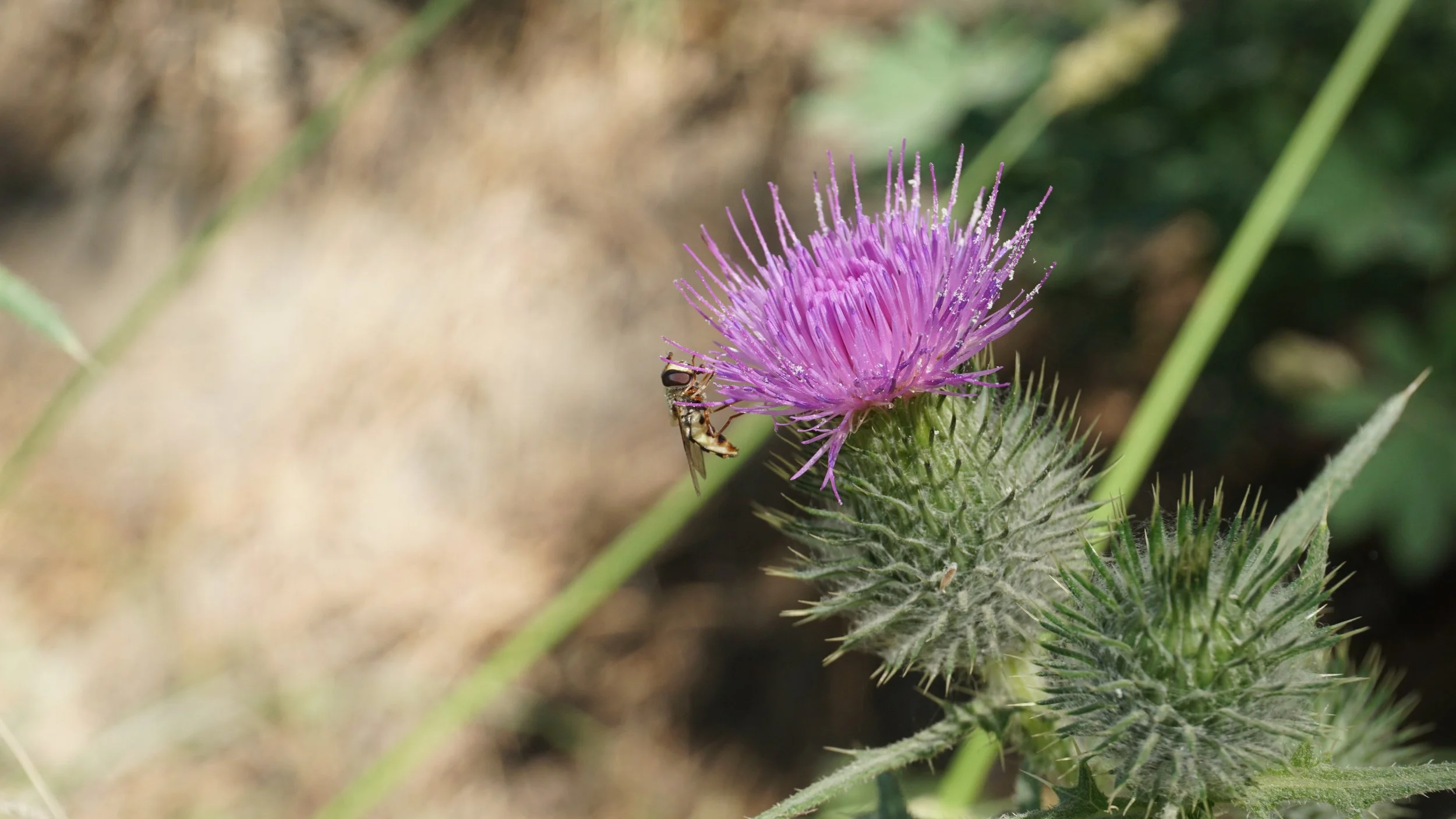 DSC05101_roadtrip_reno_hoverfly_thistle.JPG