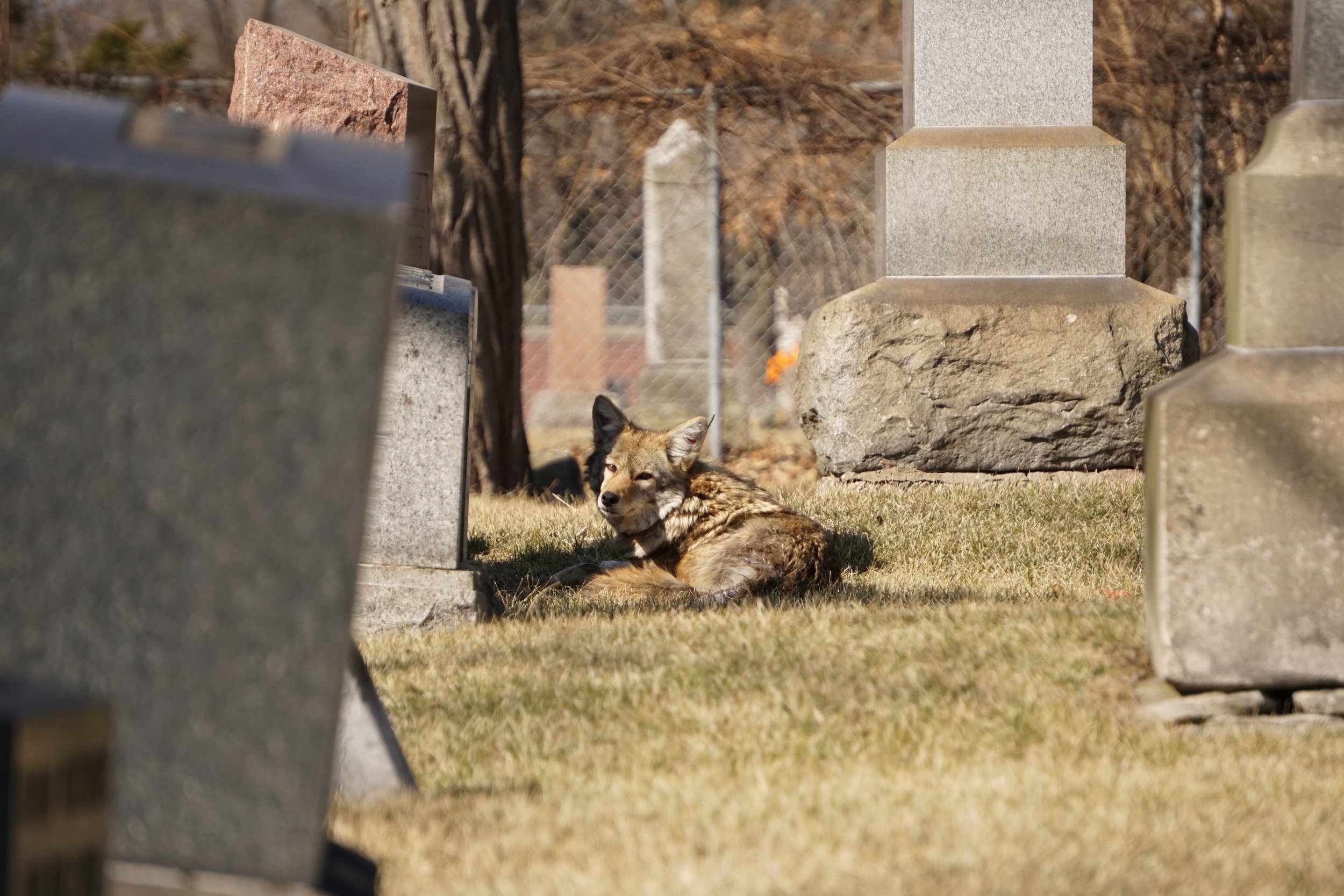 DSC07945_coyote_graveyard_chicago.JPG