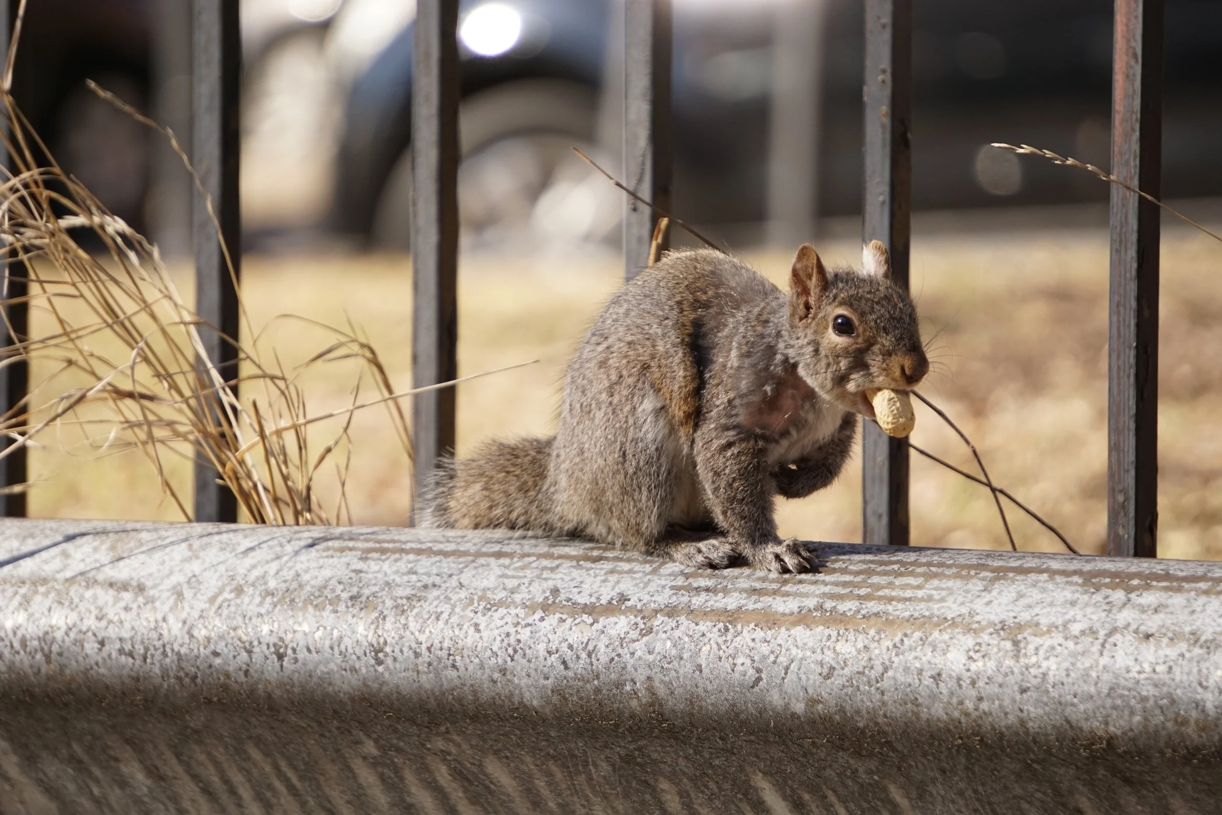 DSC07981_squirrel_alley_chicago.JPG