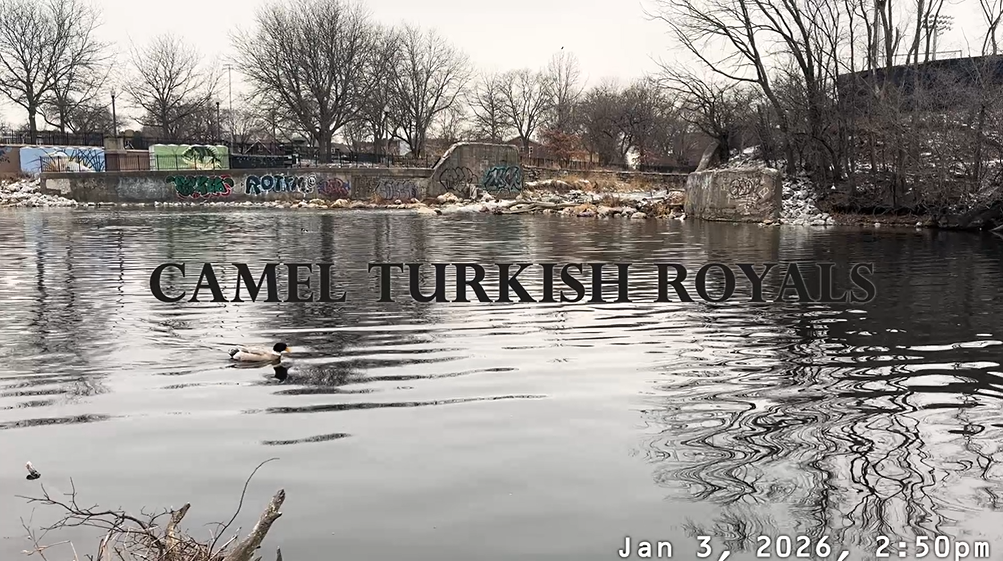 Camel Turkish Royals