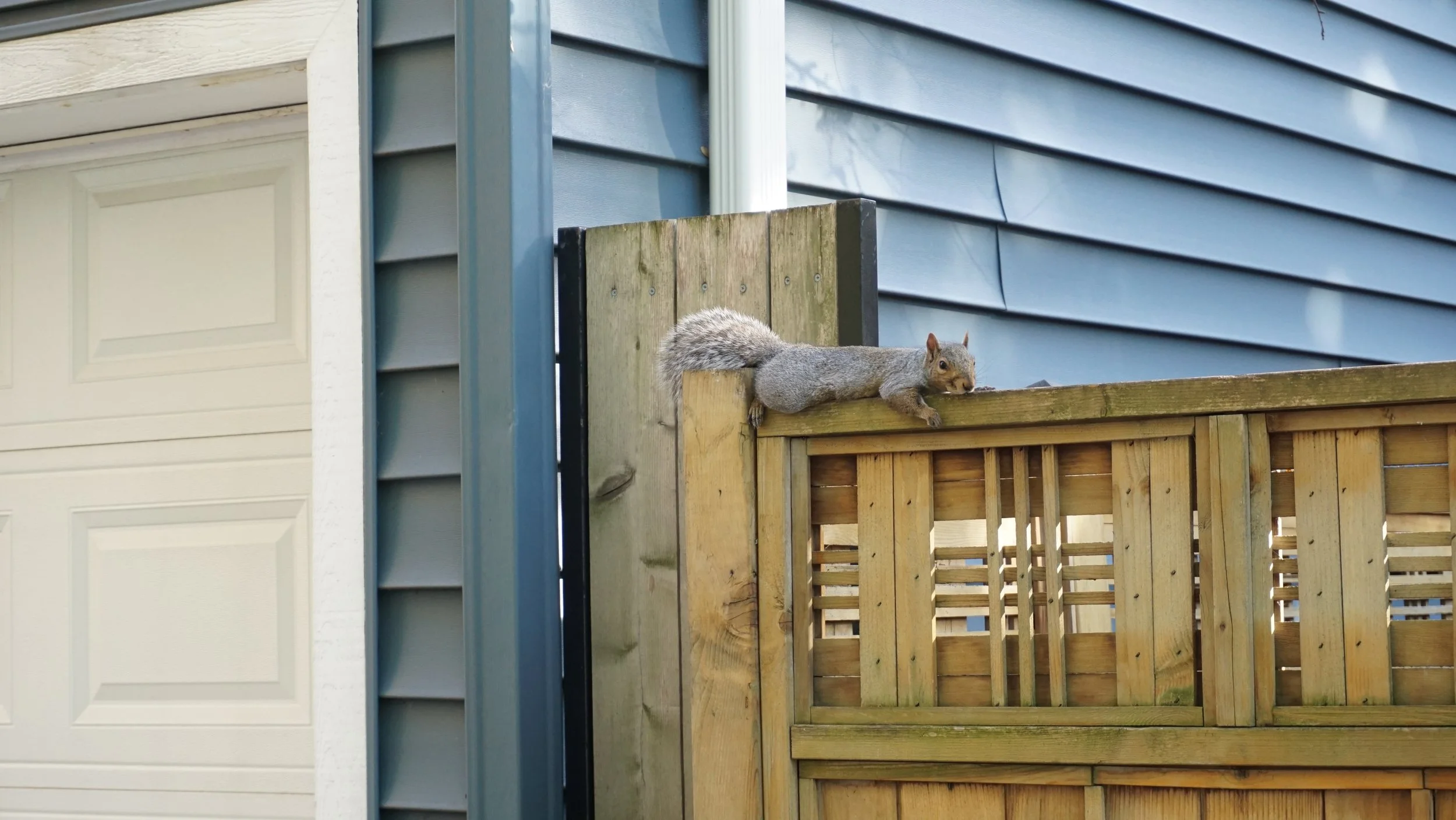 DSC07356_squirrel_fence_chicago.JPG