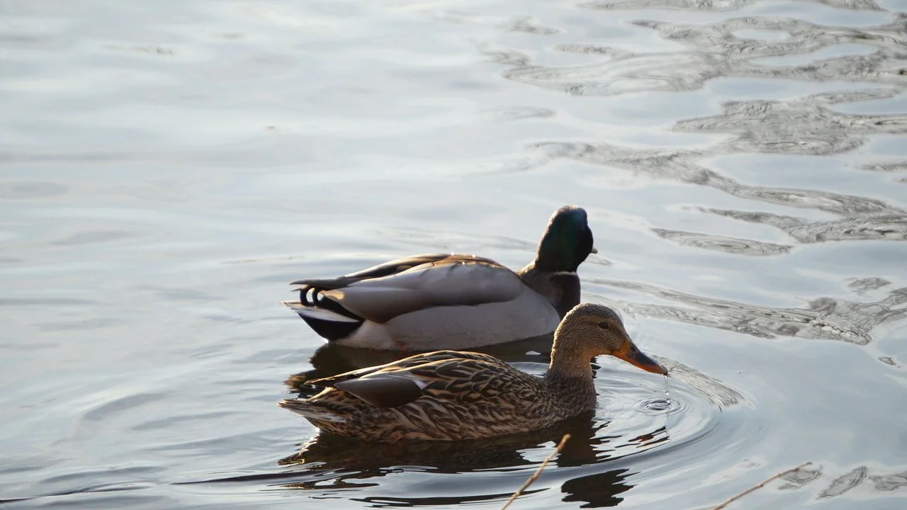 C0030T01-riverpark-mallard-ducks.JPG