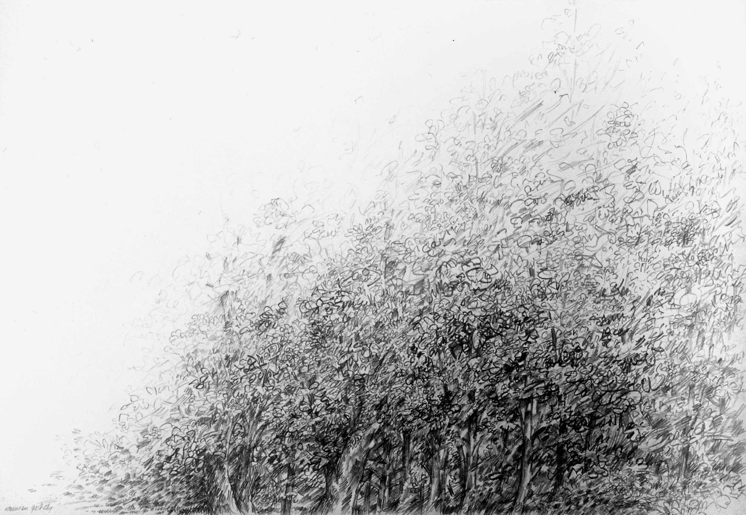 Edge Of The Forest, 2005, Pencil, 22” x 30”