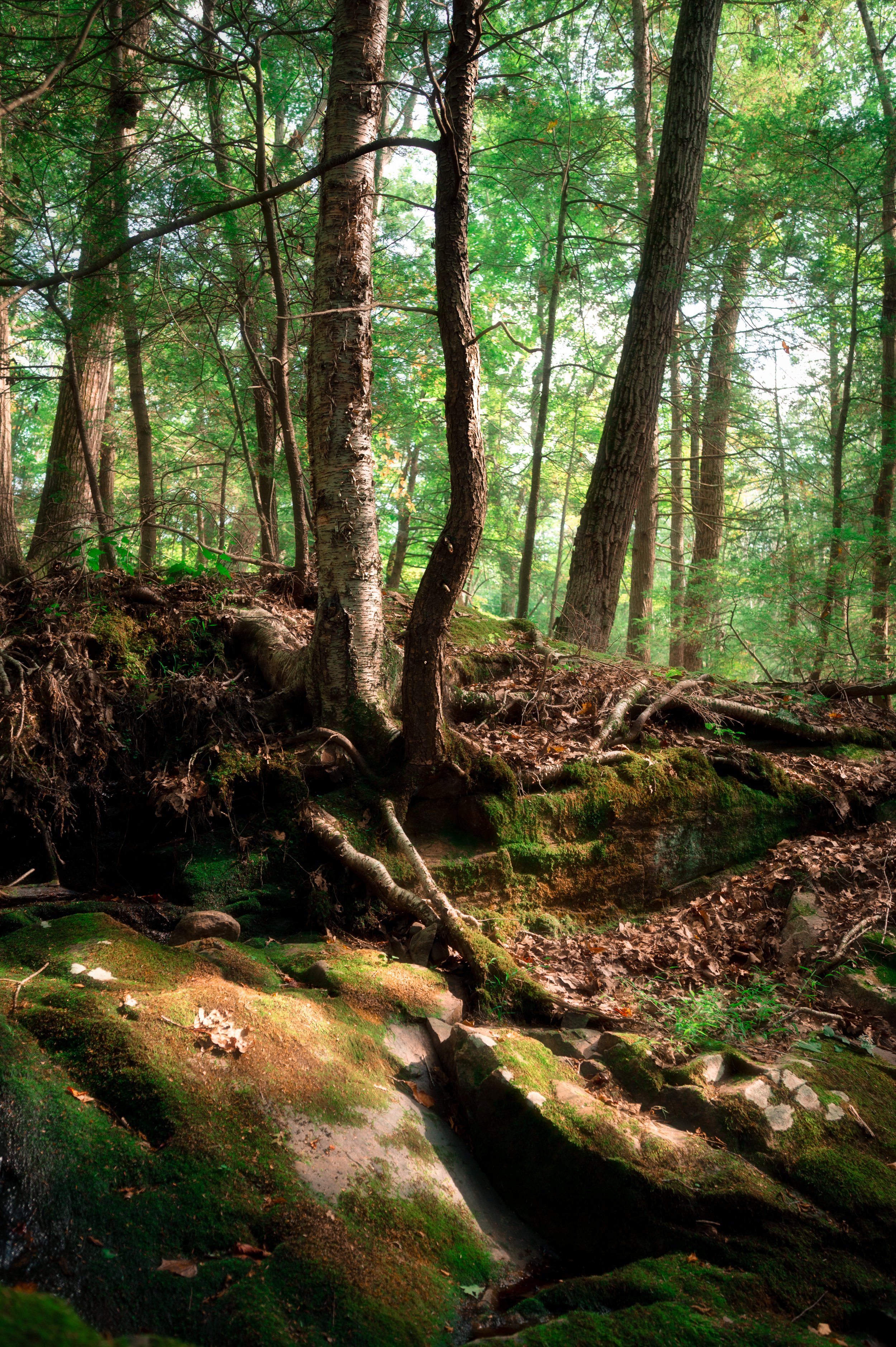 The Green Forest copy.jpg