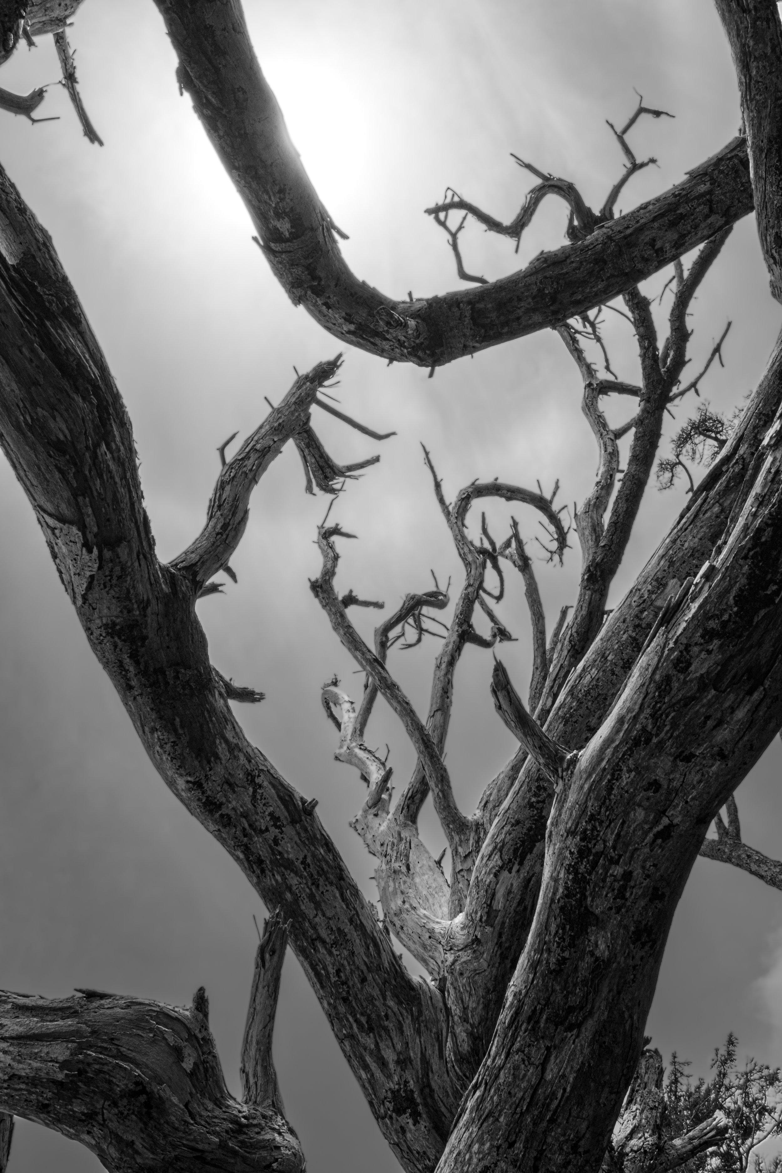 Tree of Whoa.jpg