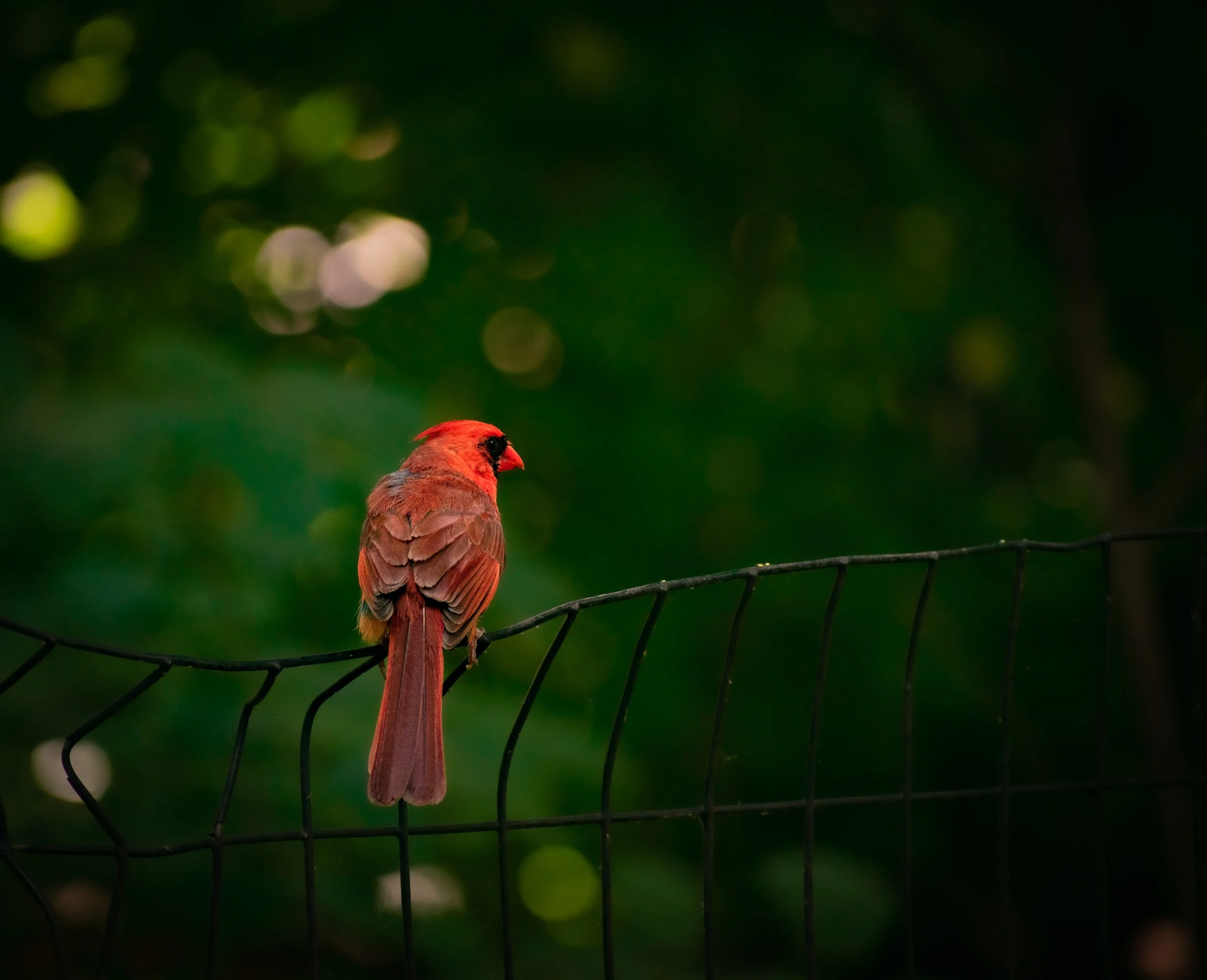 Young Cardinal.jpg