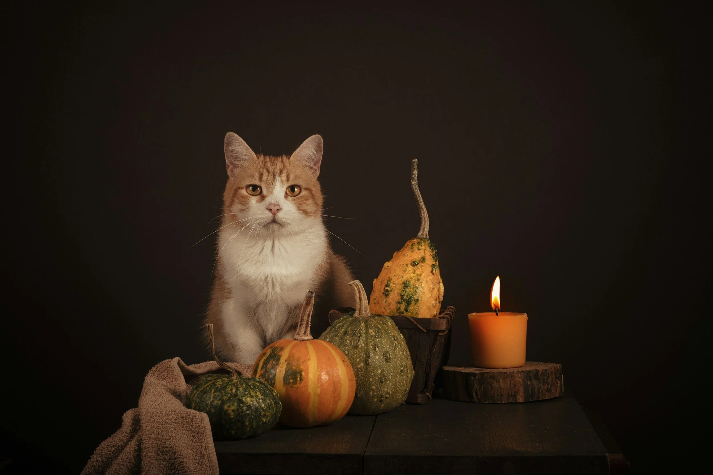 Orange and white cat sitting beside a candle and autumn gourds, symbolizing the familiar as a domestic companion rather than a mystical servant.