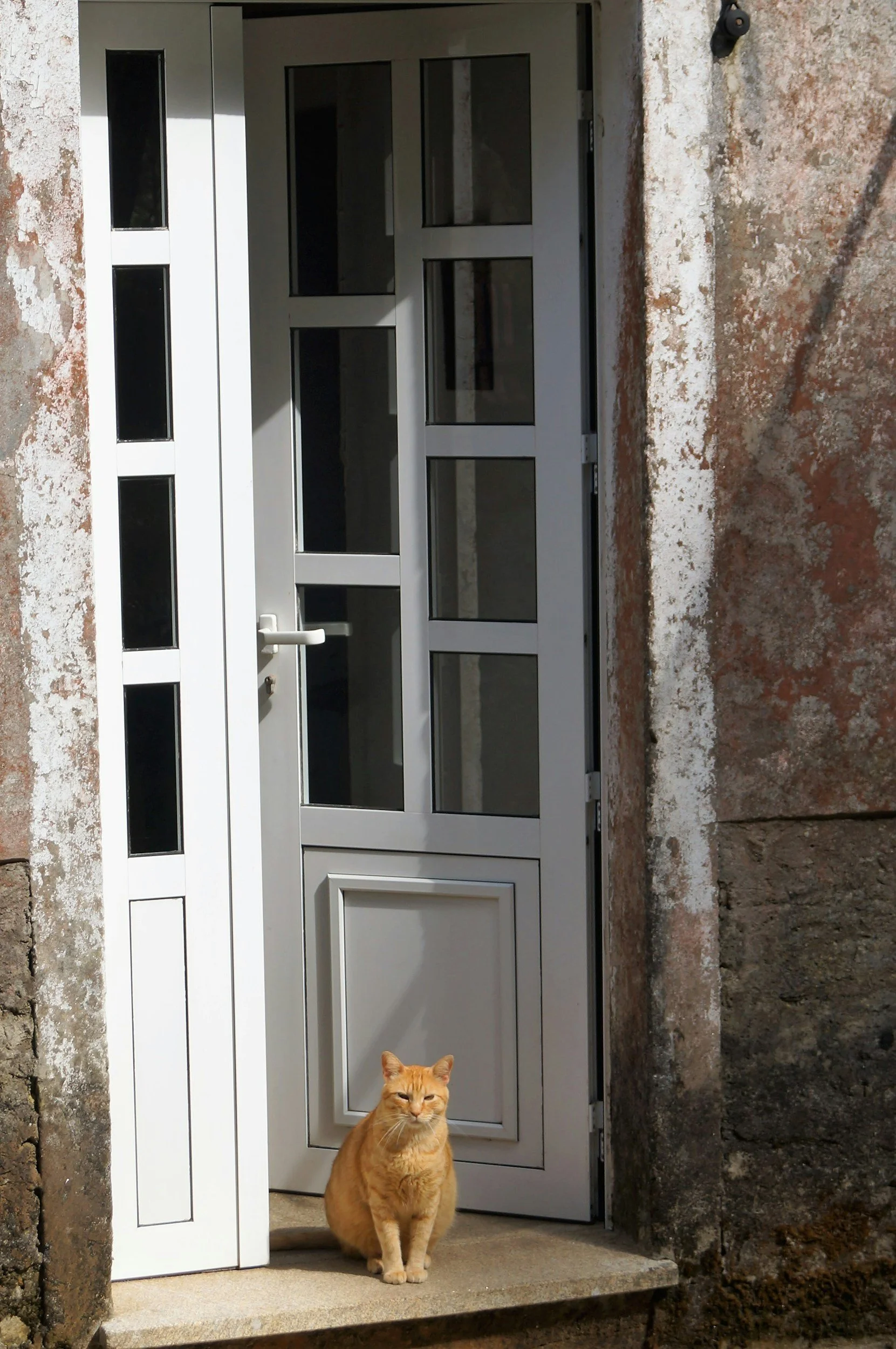 Orange cat sitting in a doorway with sunlight behind, symbolizing the threshold between mystery and understanding.