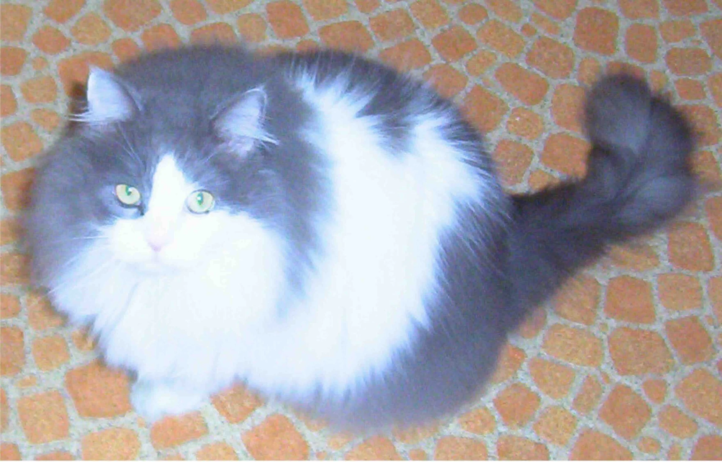 Gray and white long-haired cat sitting alert on patterned floor, calm expression but tense body — feline behavior study.
