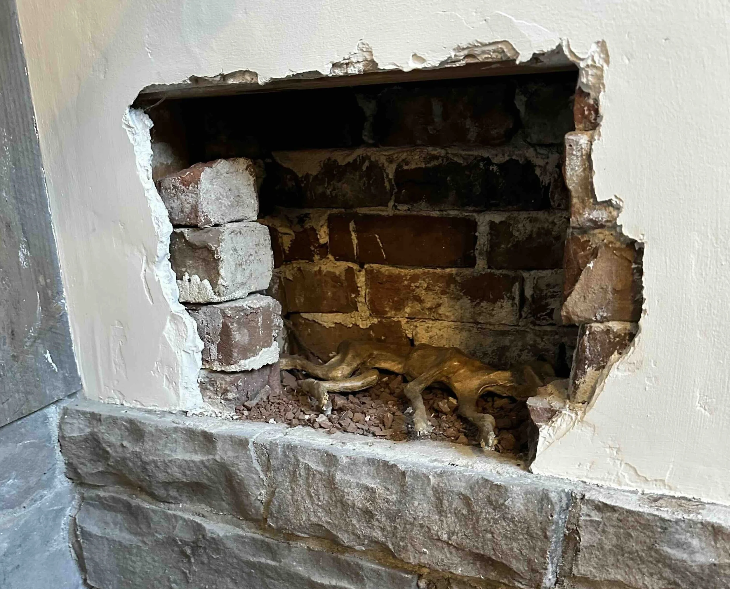 Photograph of a mummified cat discovered inside an old brick wall cavity, an example of apotropaic household protection rituals documented by CatProfiler.