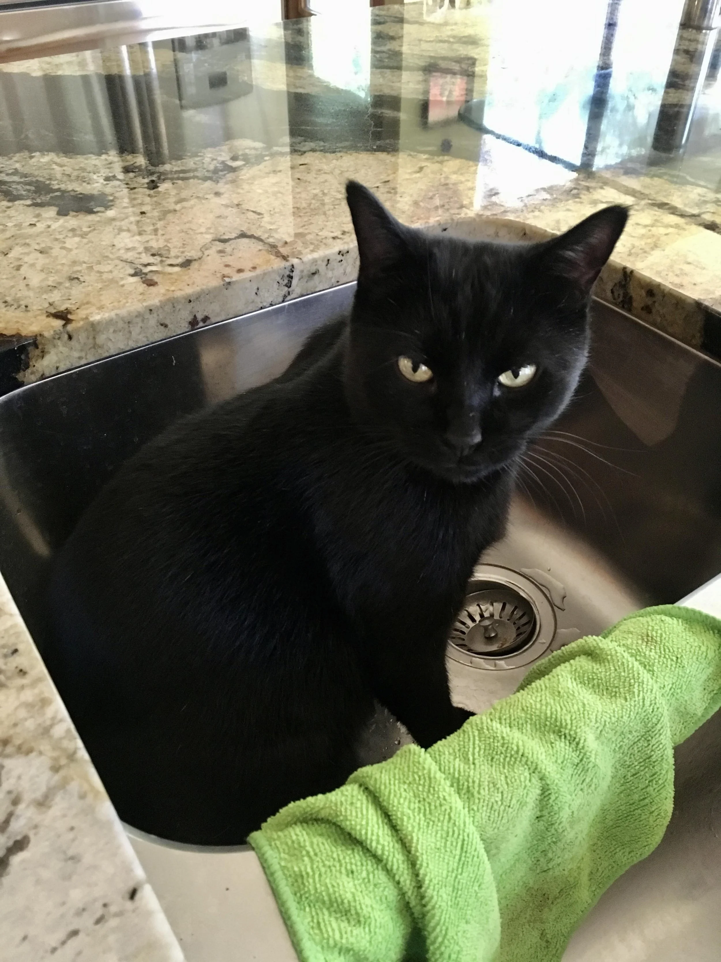 Black cat sitting in a kitchen sink, looking directly at the camera — symbol of modern feline confidence and autonomy.
