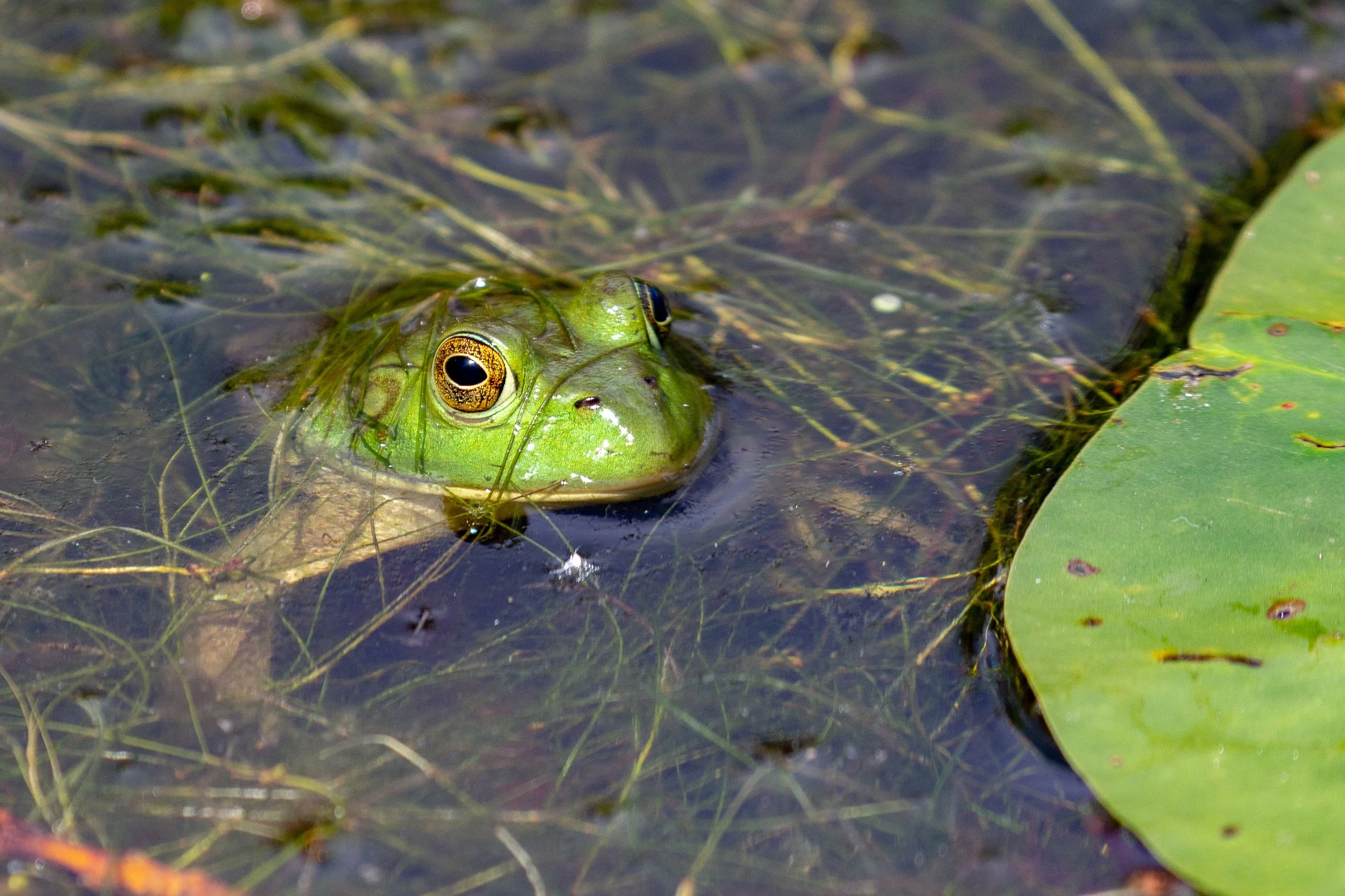 CS_190705_081_Schlitz Audubon-3.jpg