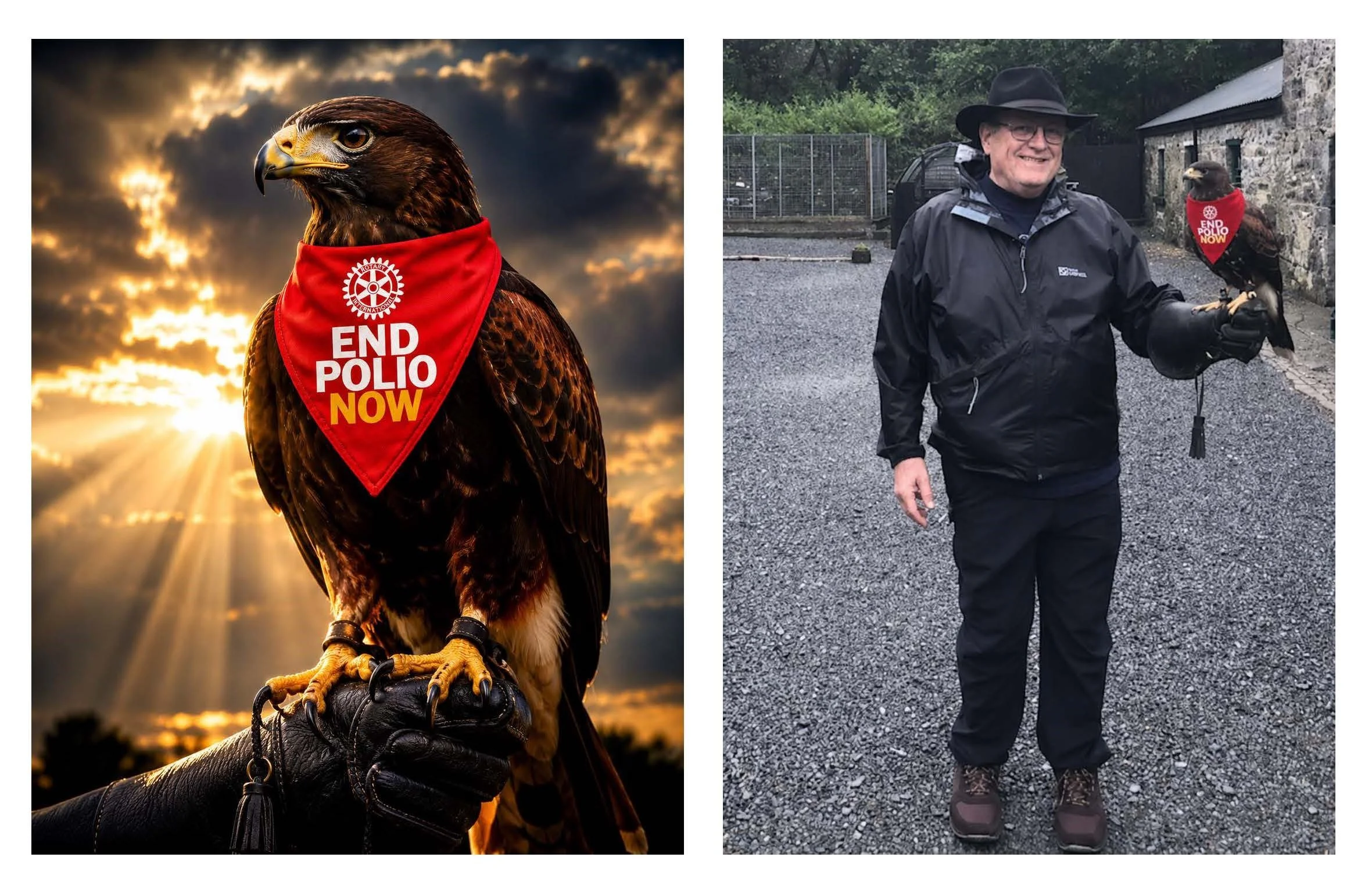 Harry the Hawk Joins the Flock