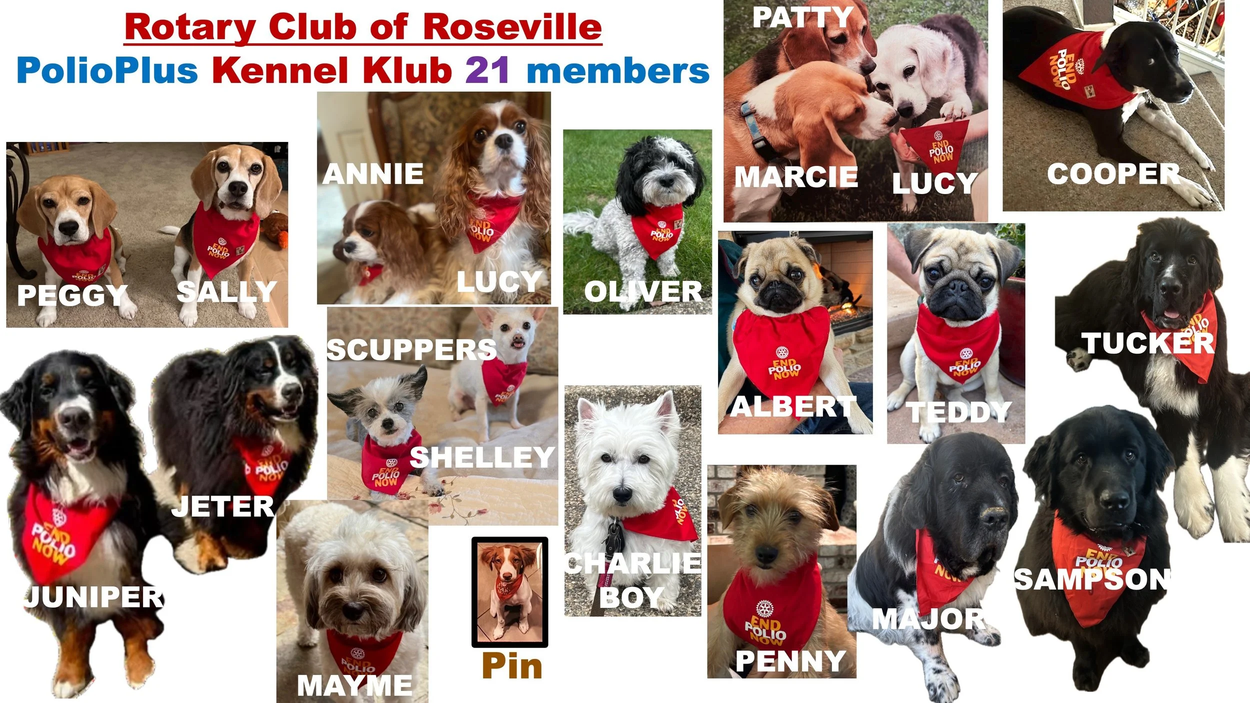 The Roseville Kennel Klub Story: How 21 Pets Became Champions for PolioPlus