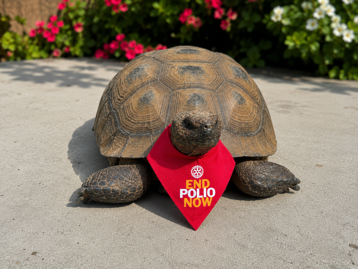 Sepp the Desert Tortoise Is Ready to Help Rotary Finish the Race to End Polio