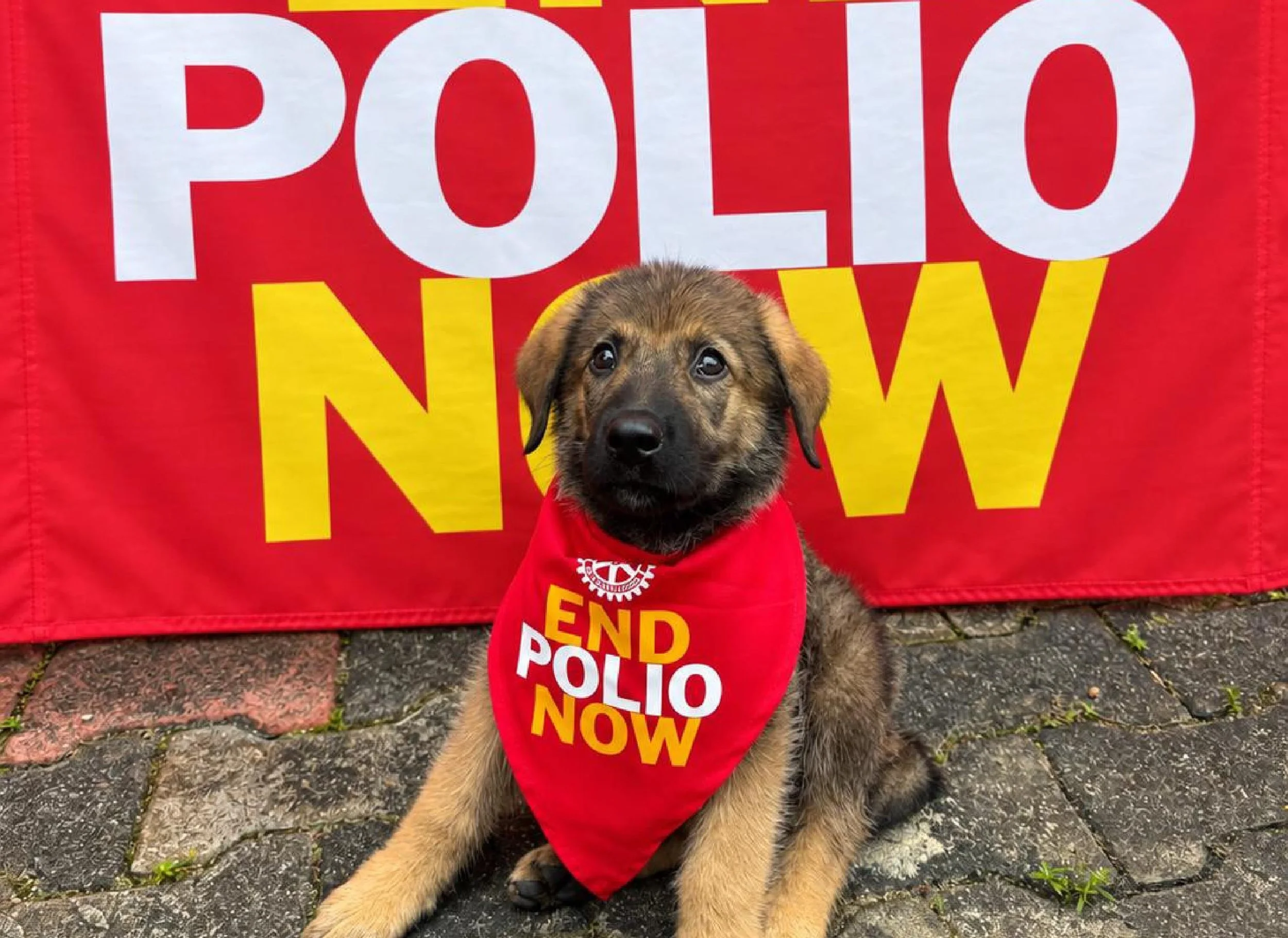 Meet Coco: Our First Kennel Klub Member in Nigeria! 