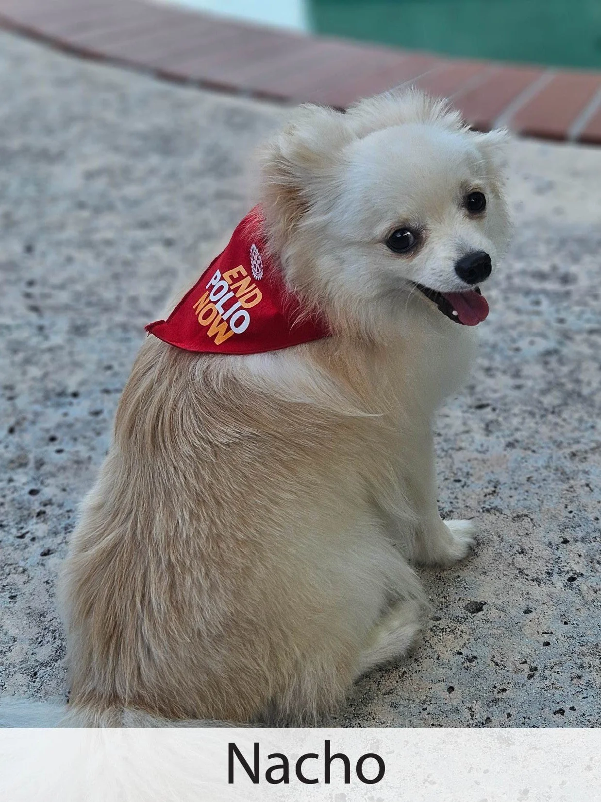 Nacho 2.jpg
