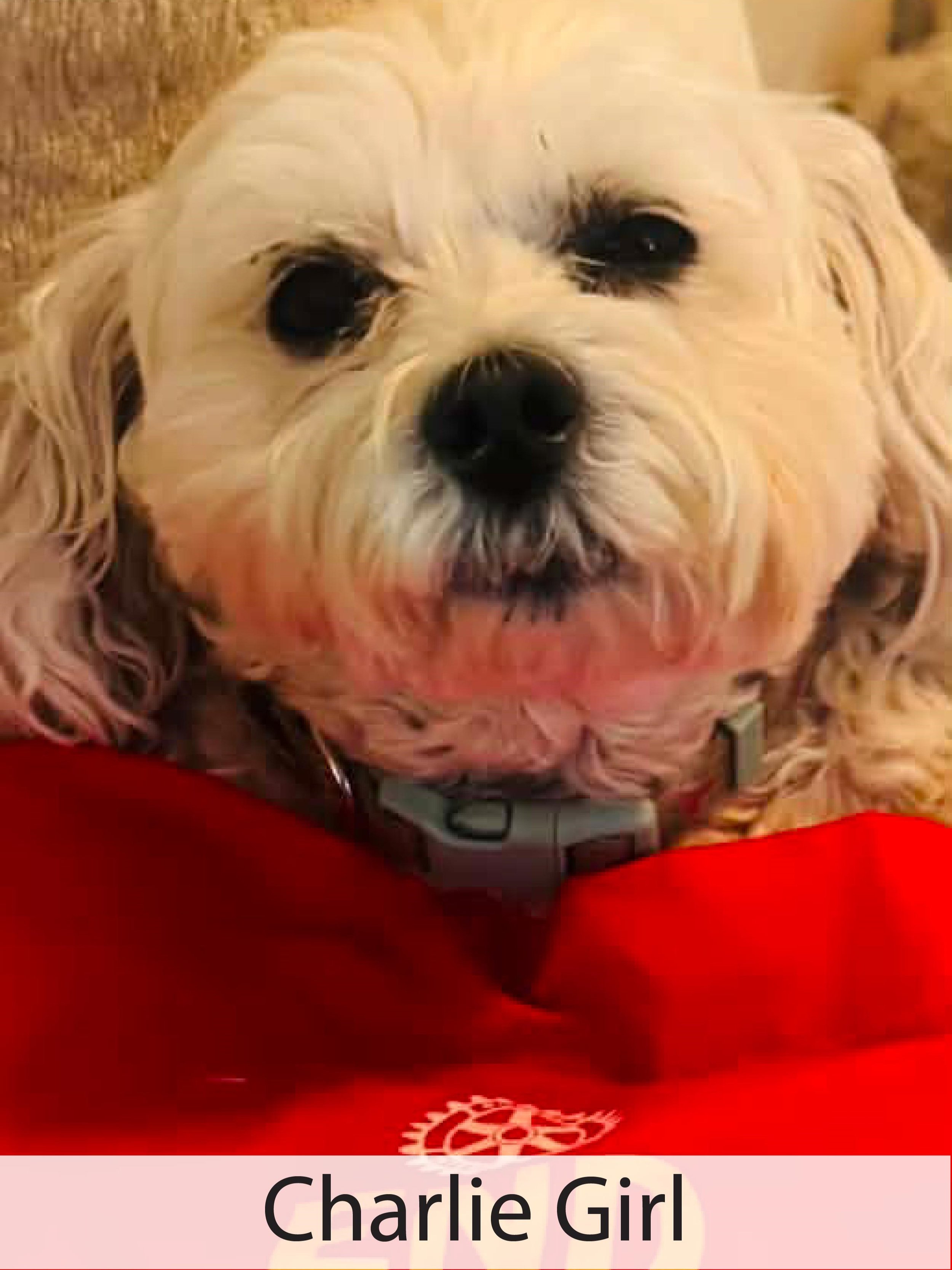 Charlie Girl 3.jpg