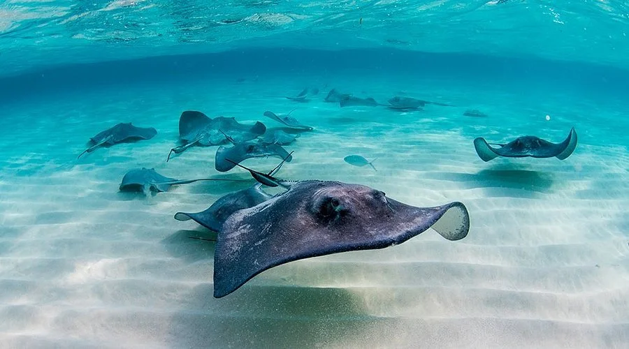 STINGRAY CITY