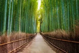 ARASHIYAMA BAMBOO FOREST