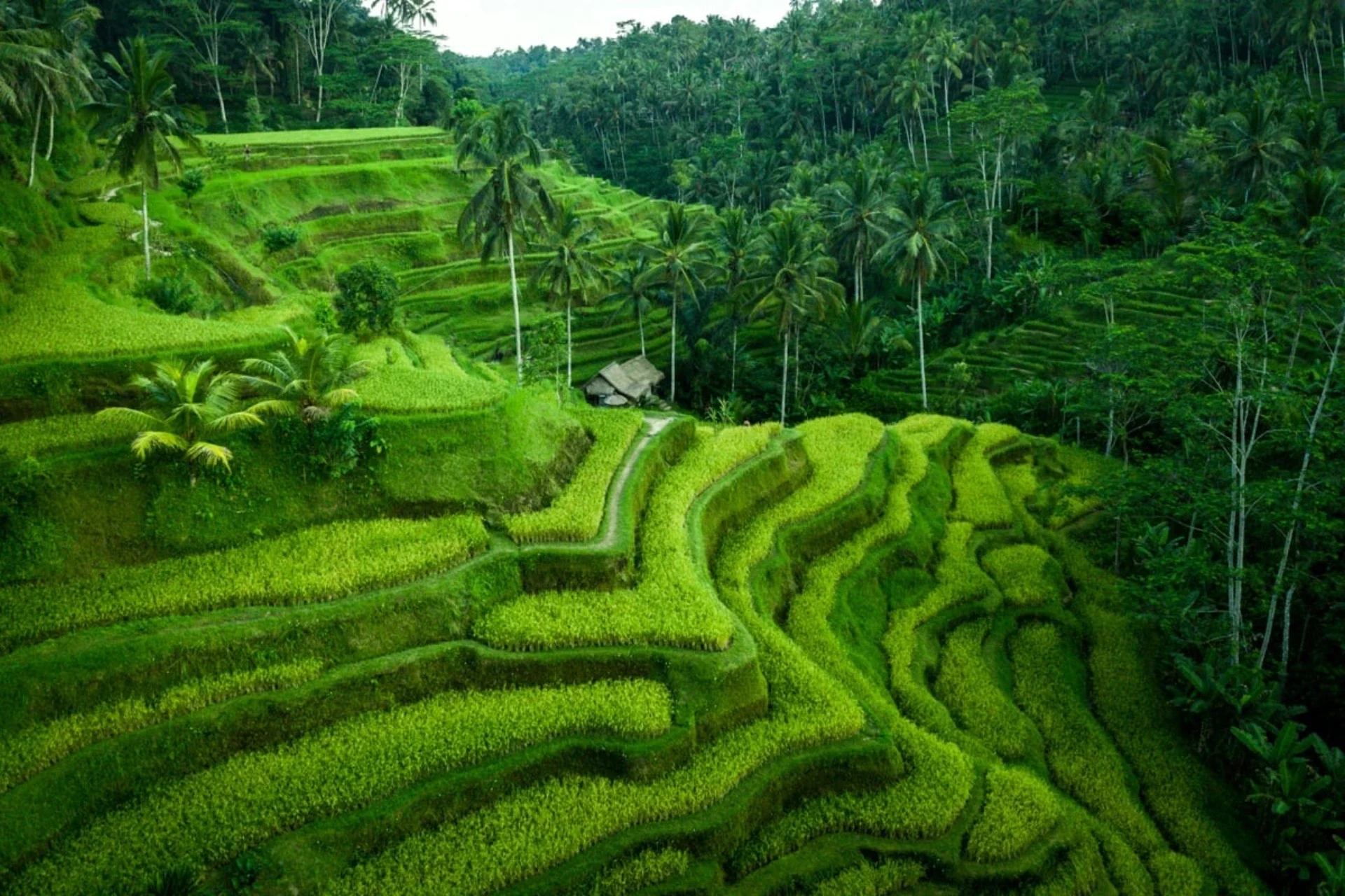 Tegallalang Rice Terrace