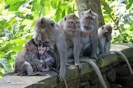 Sacred Monkey Forest Sanctuary