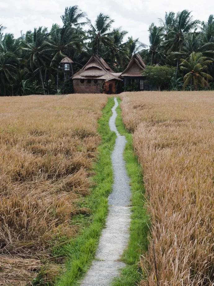 Kajeng Rice Field