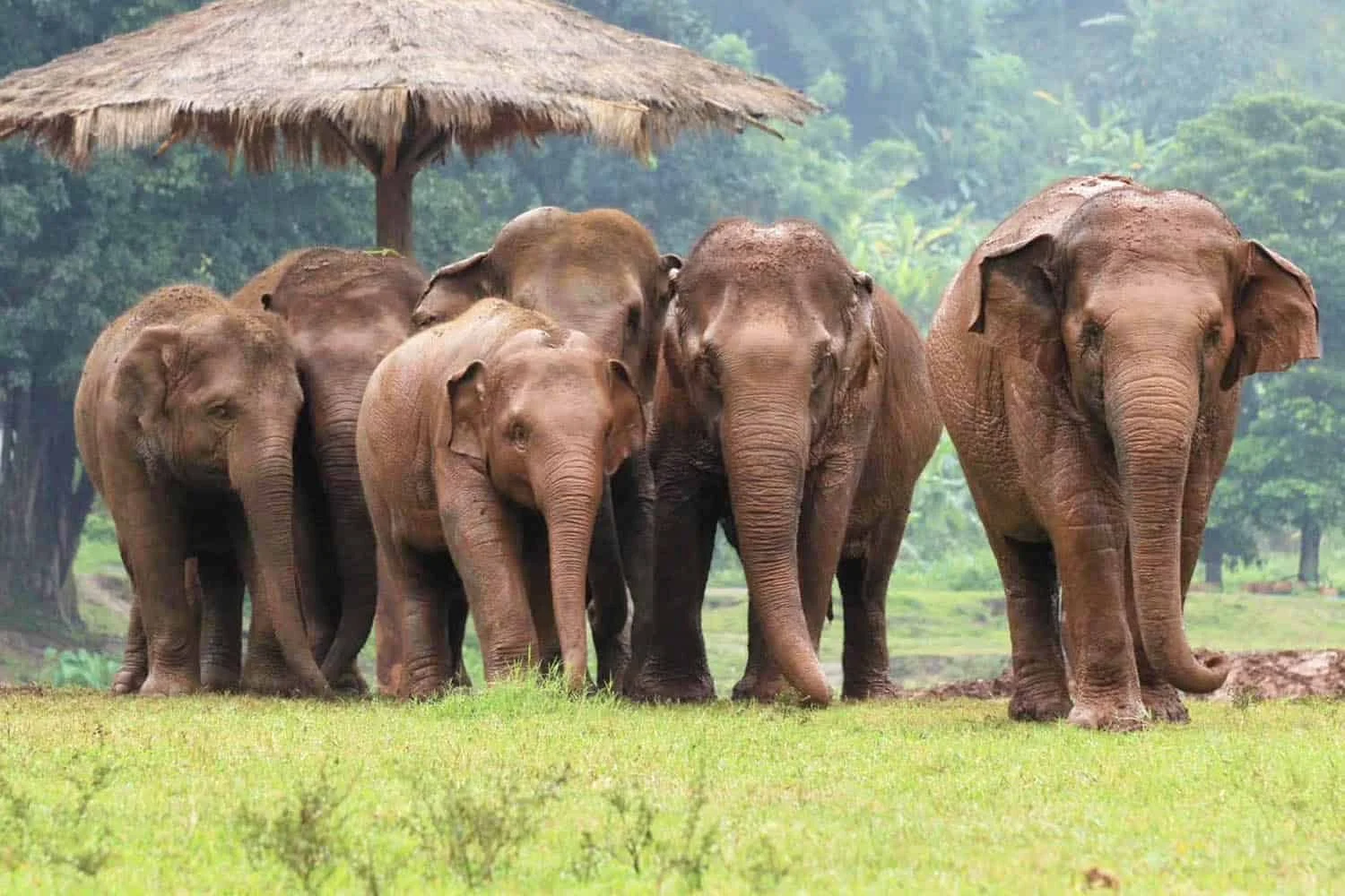 Elephant Nature Park