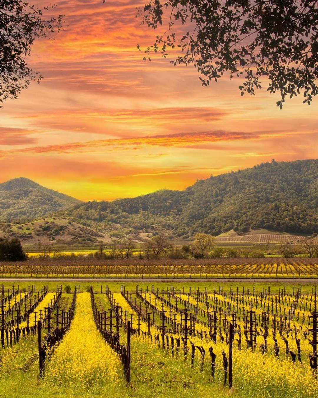 NAPA VALLEY