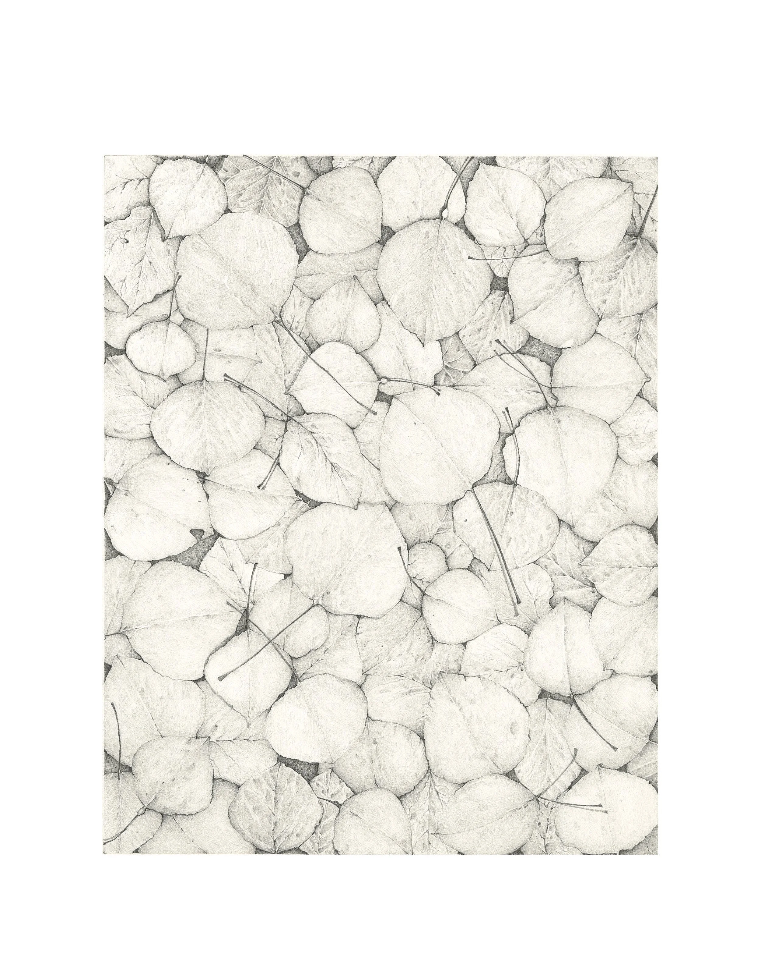 Aspen Leaves 2013 Graphite copy.jpg