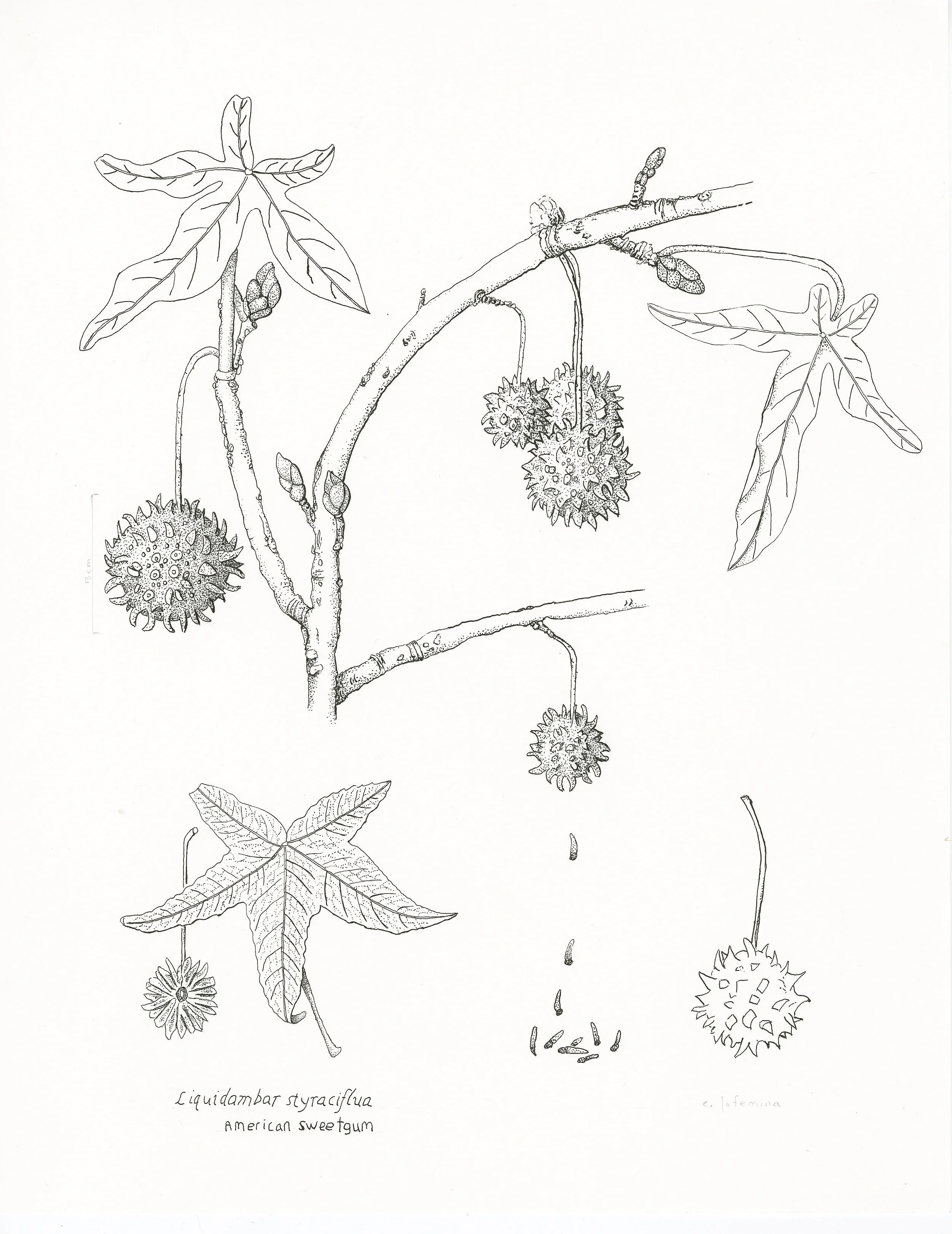 liz_pen and ink copy.jpg