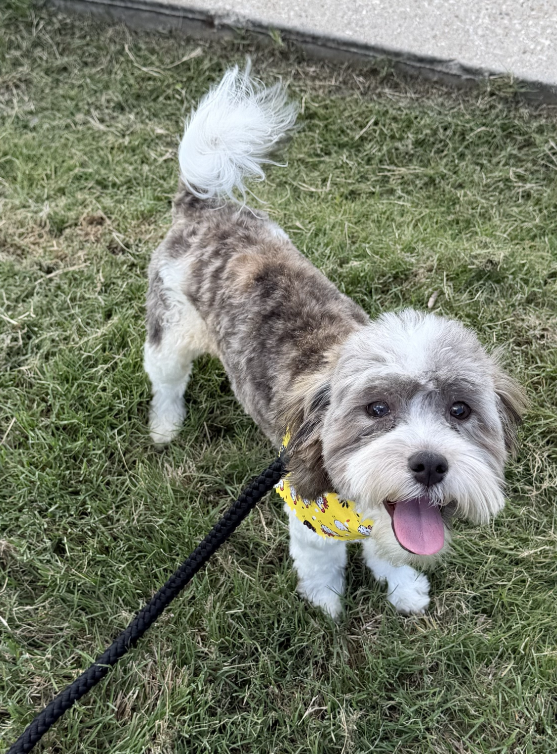 Pawsome Pals Animal Rescue Pet, Max