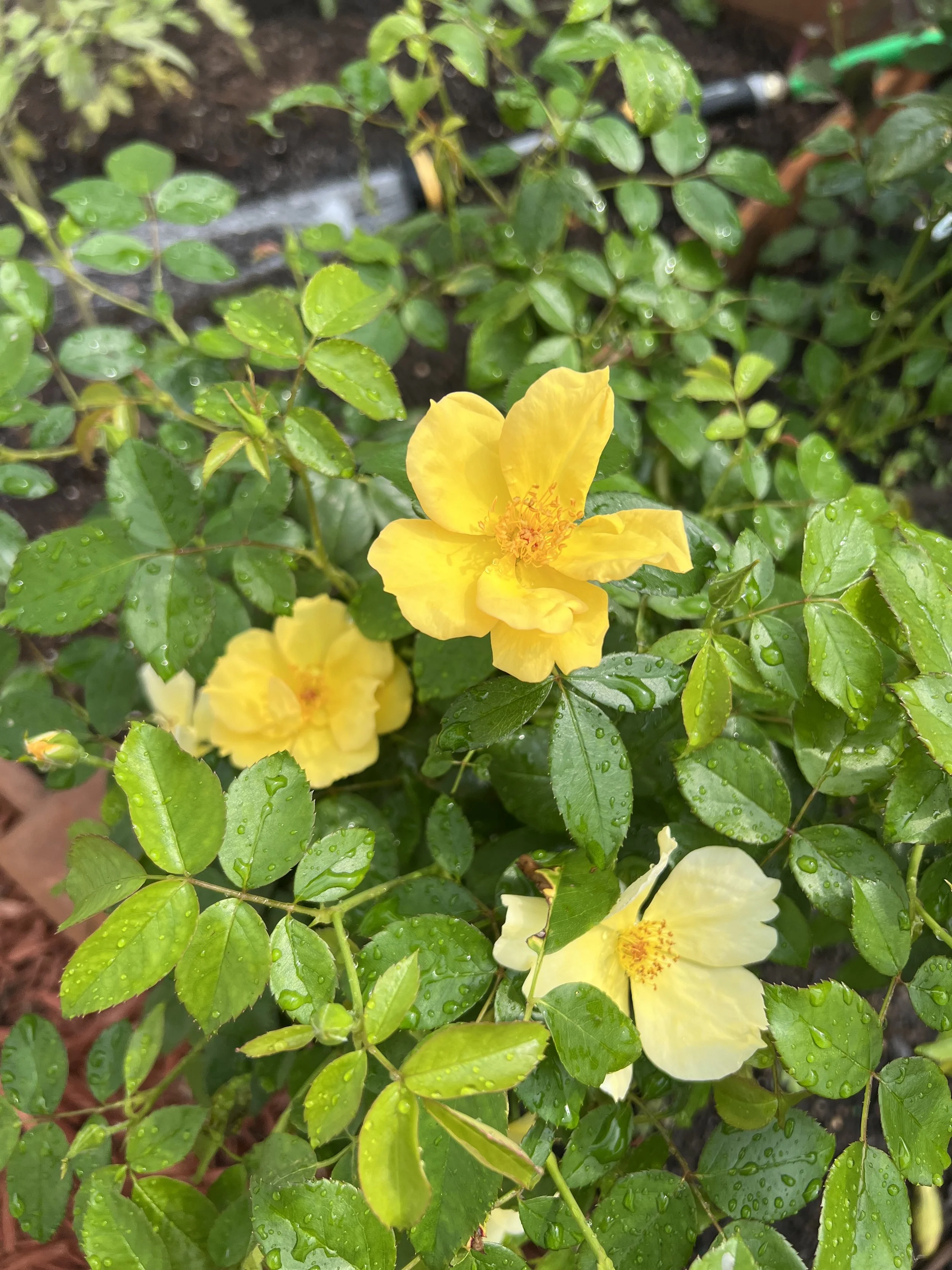 IMG_9870.jpeg
