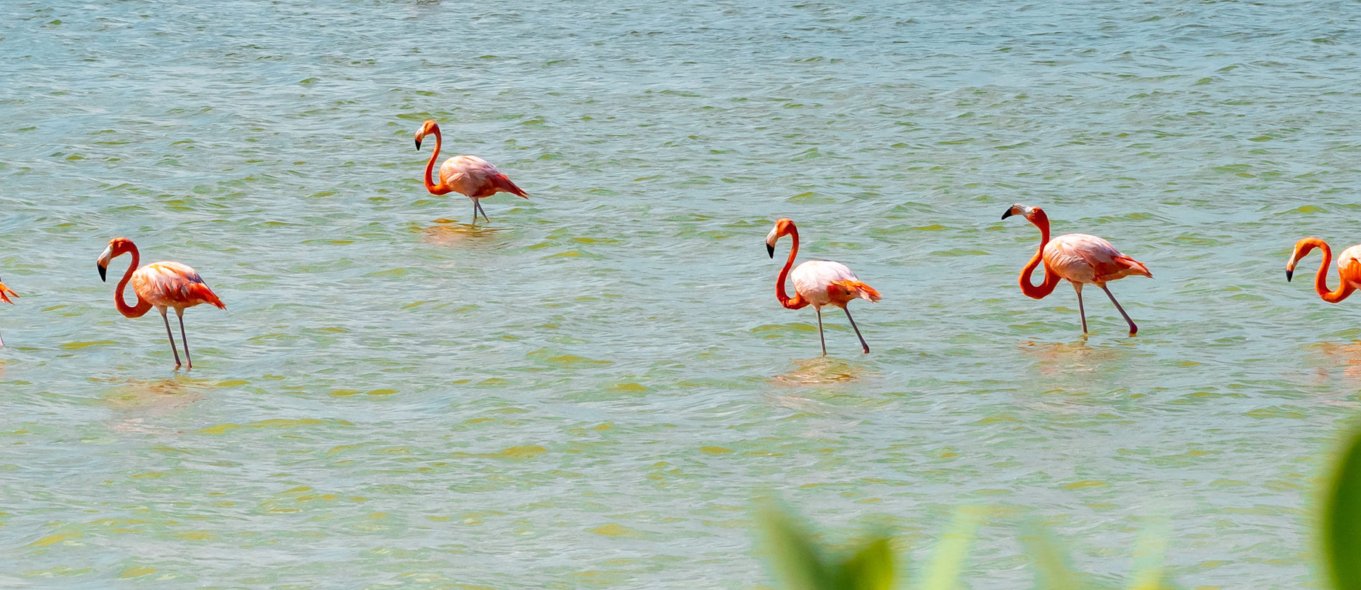 Six pink flamingos wading in shallow water, with some visible green plants in the foreground.