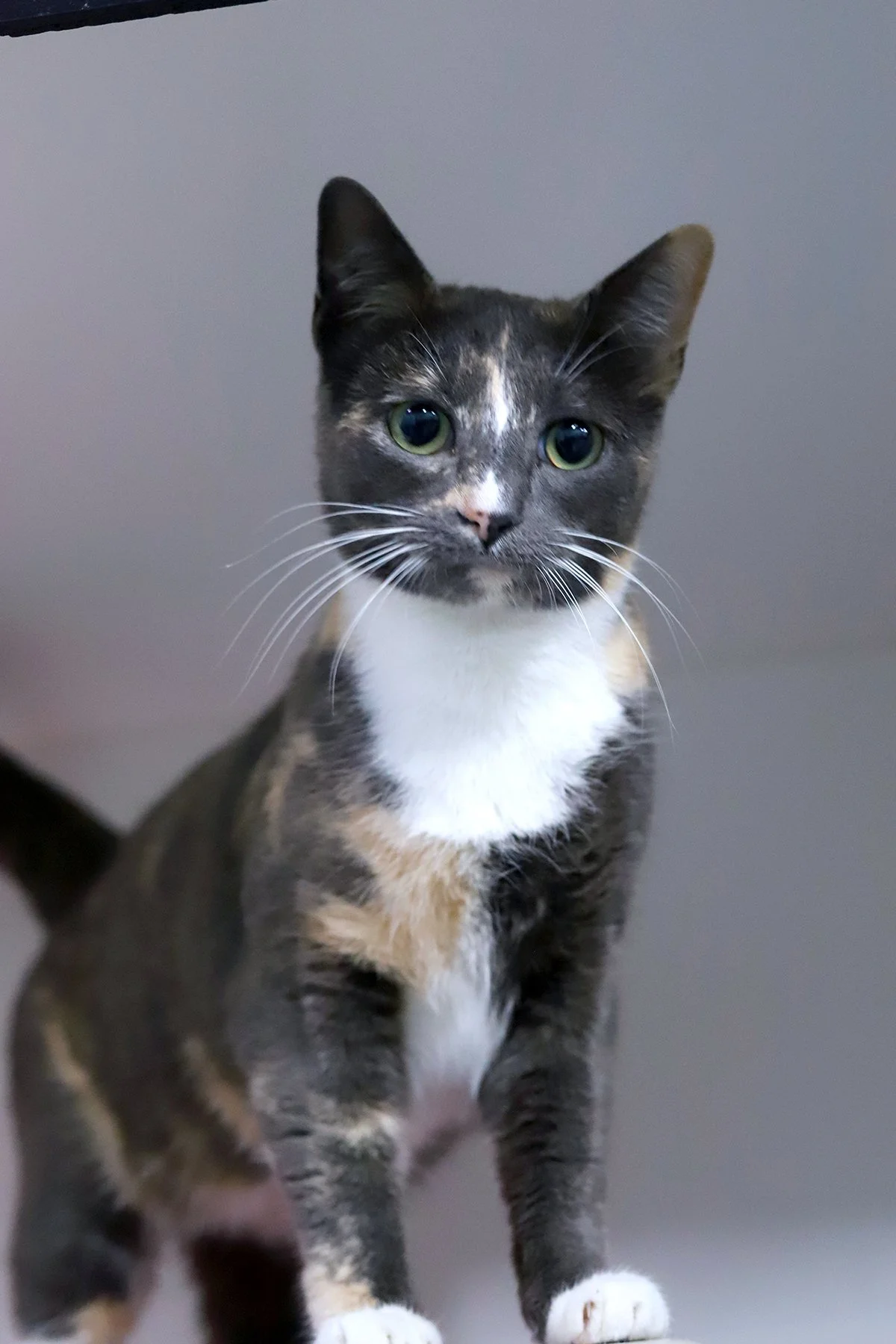 a dilute calico, grey and white cat with orange spots stands to attention