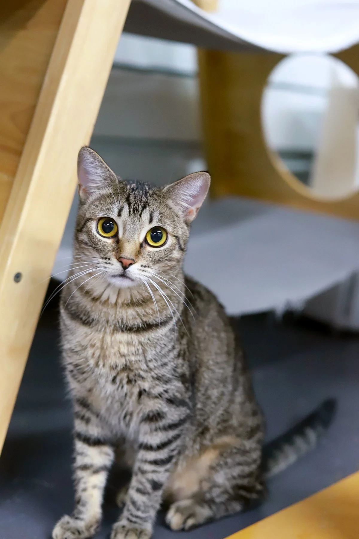 a brown tabby cat with big eyes looks right at the camera