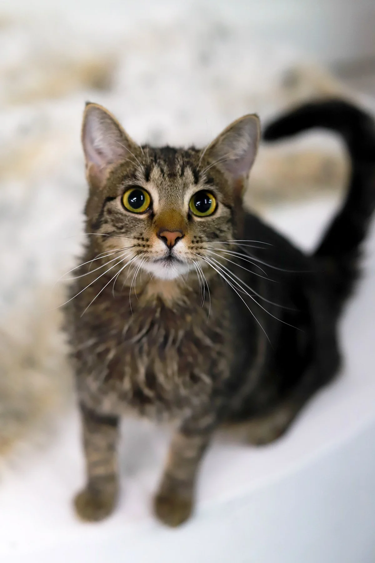 A dark brown tabby peers at the camera, pleadingly