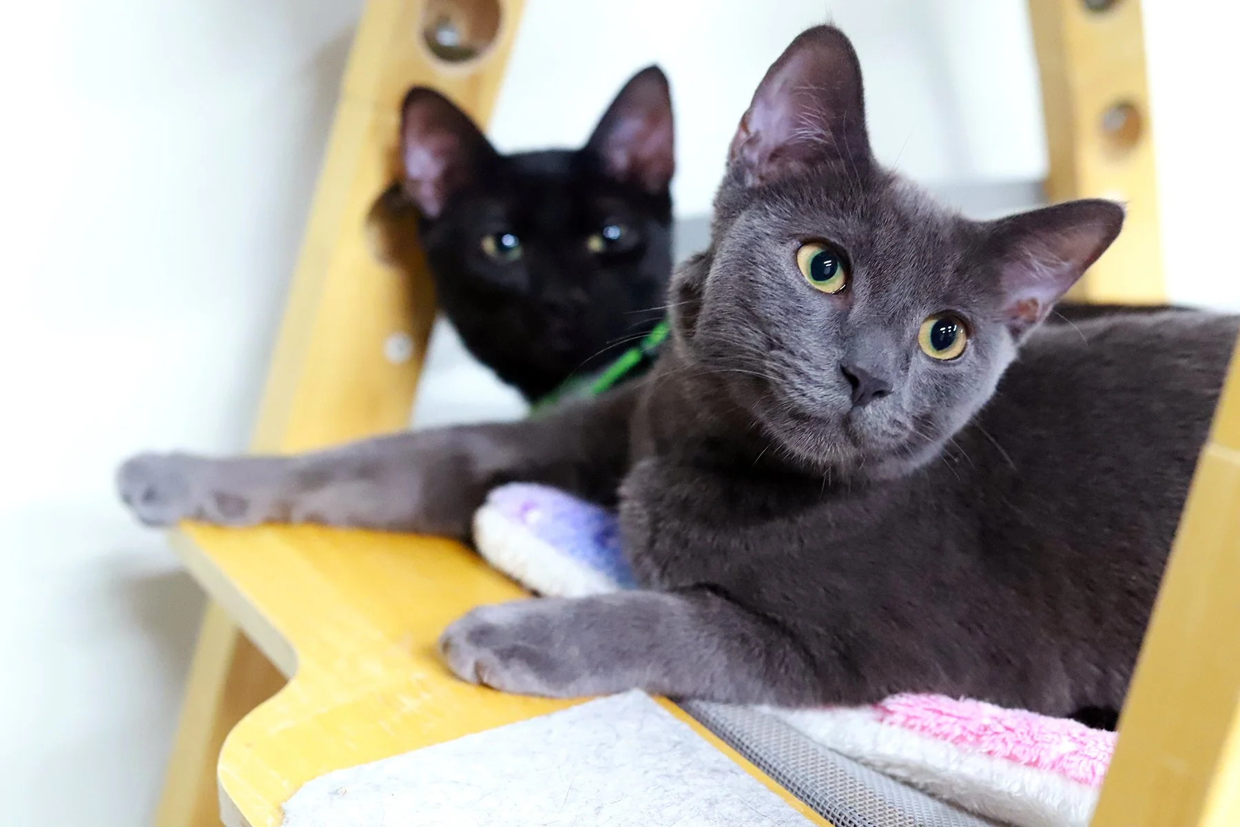 a grey kitten reclining with a black kitten in the background