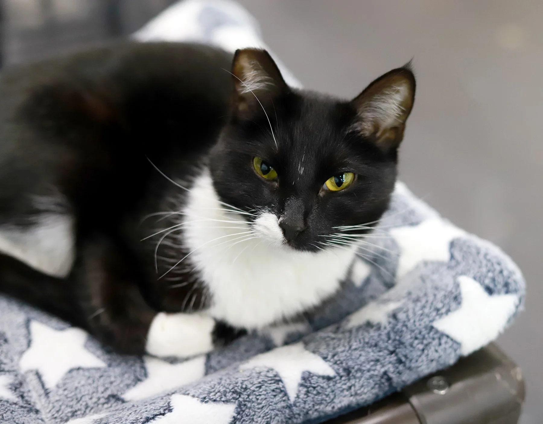 a black and white cat rolls on her side
